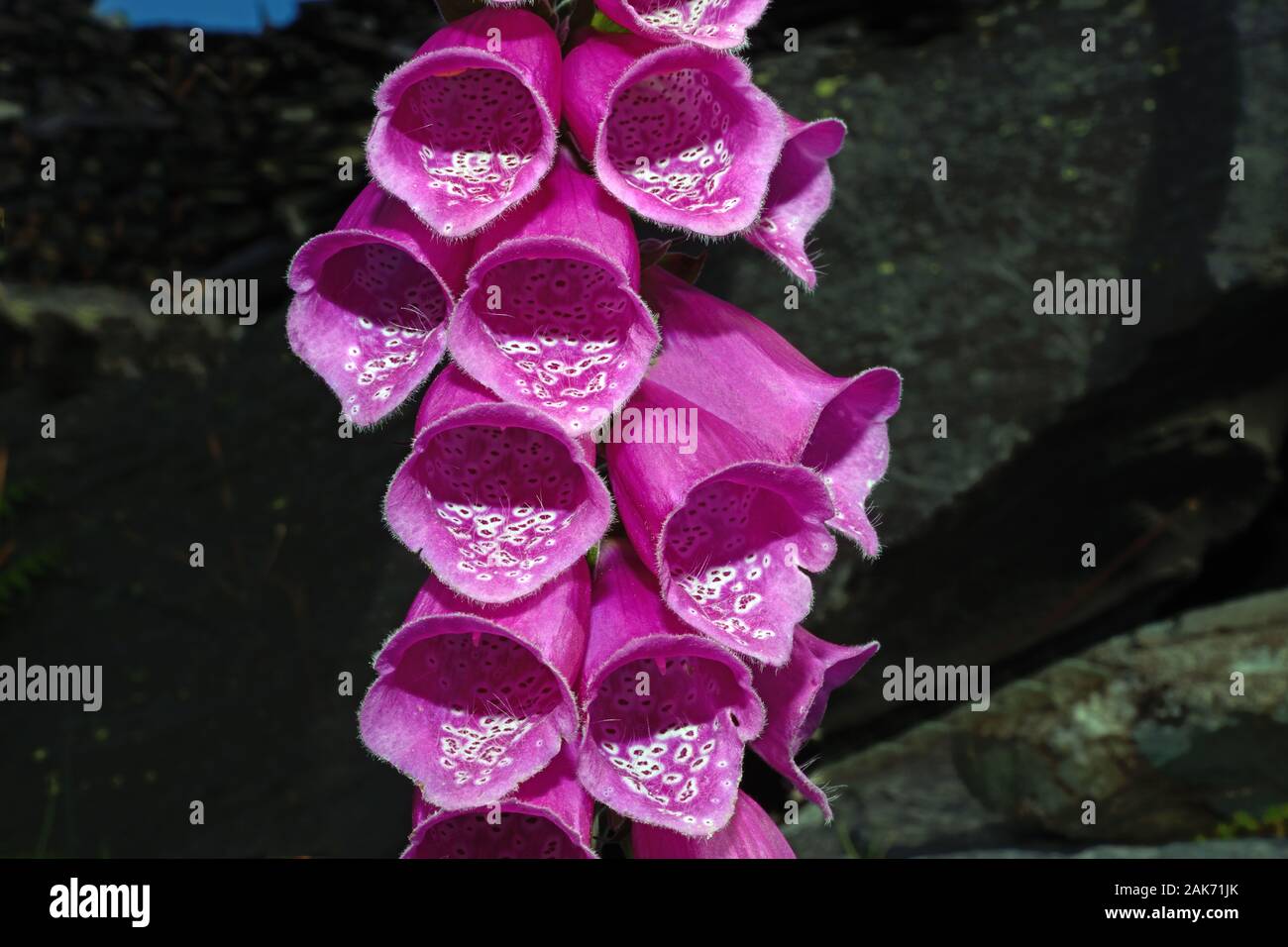 Digitalis purpurea (foxglove) is widespread throughout most of temperate Europe where it can be found in acid grasslands and heathland. Stock Photo