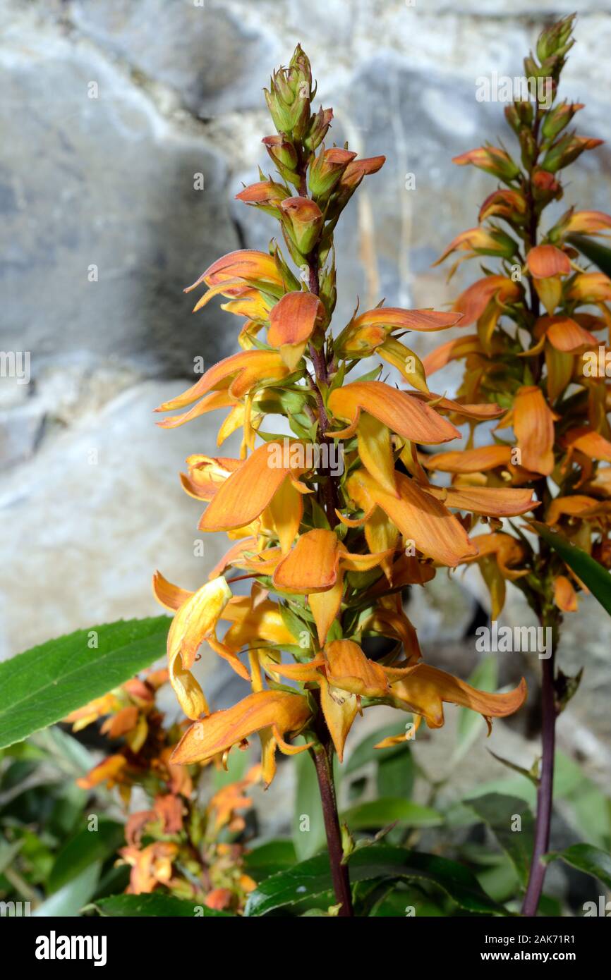 Isoplexis canariensis (Canary Island foxglove) is endemic to the Canary Islands where grows in laurel forest and Erica arborea communities. Stock Photo