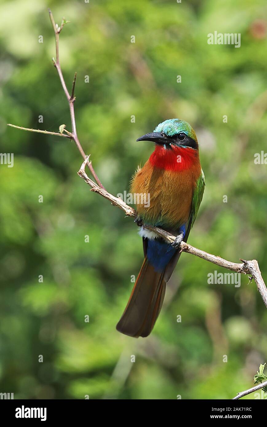 Red-throated Bee-eater (Merops bulocki frenatus) adult perched on twig  Queen Elizabeth National Park, Uganda      November Stock Photo