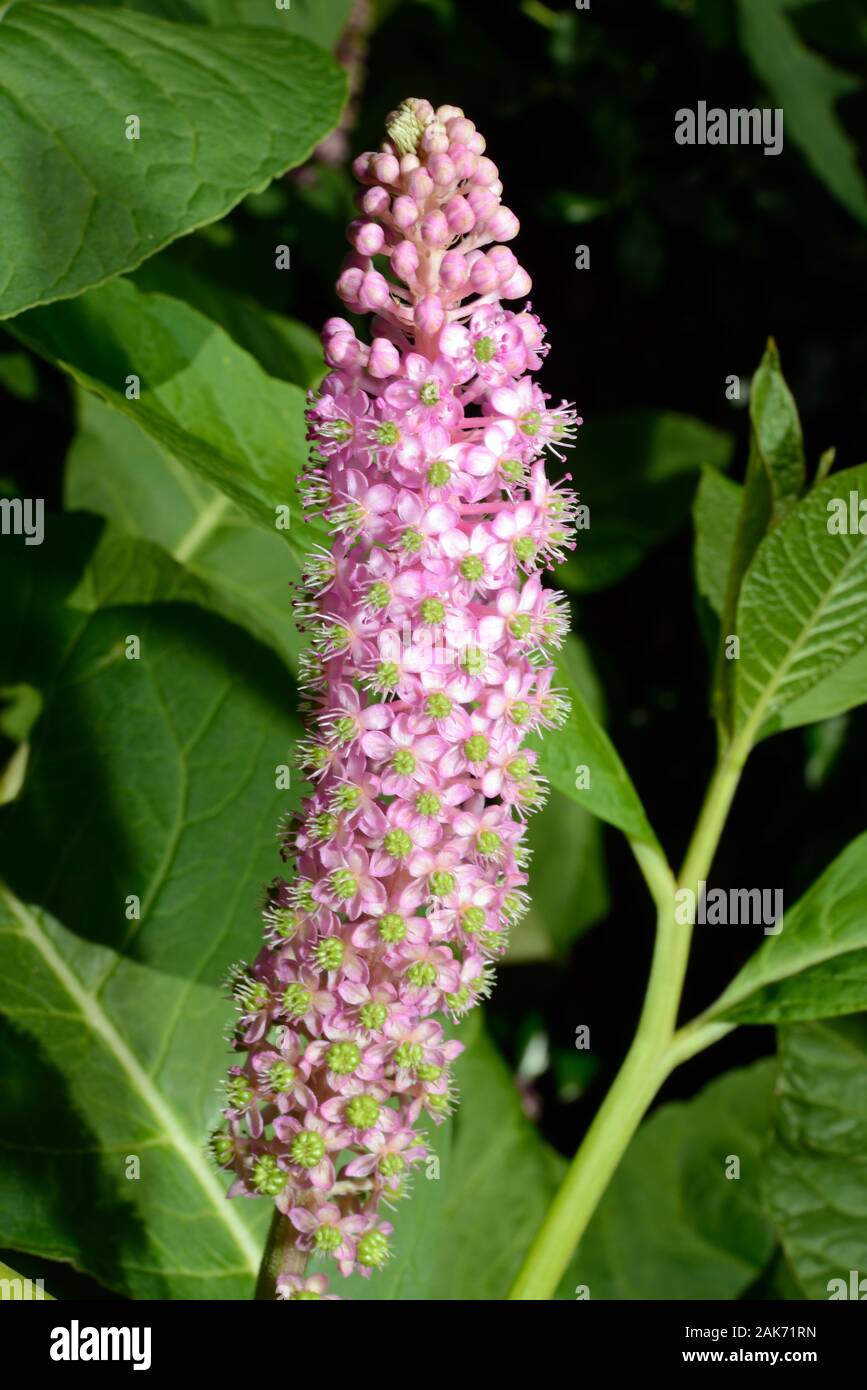 Phytolacca americana (American pokeweed) is native to North America where it occurs in moist meadows, woodland openings and thickets. Stock Photo
