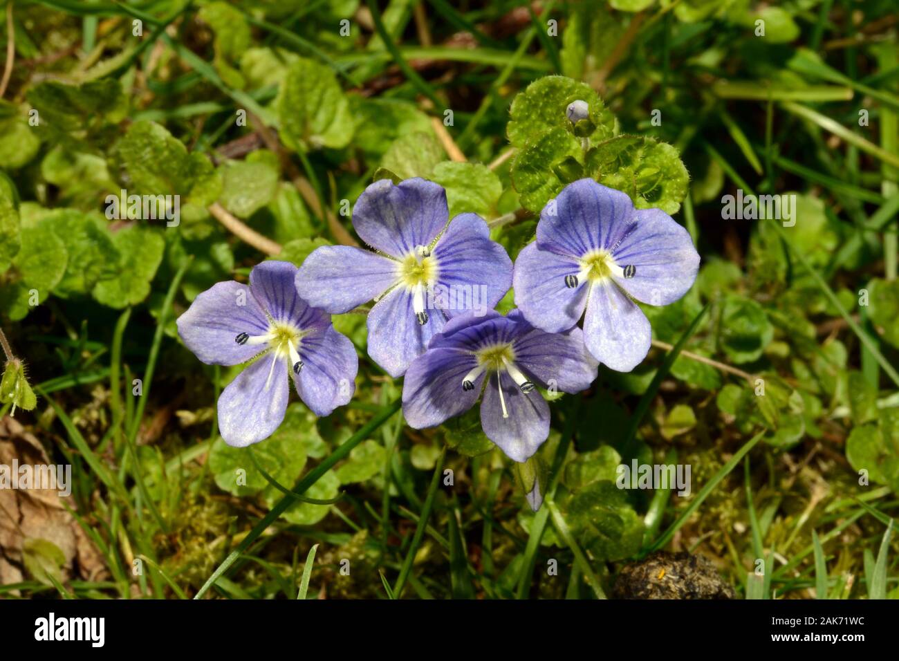Veronica filiformis (slender speedwell) is native to eastern Europe and western Asia occurring in grassy places such as meadows. Stock Photo