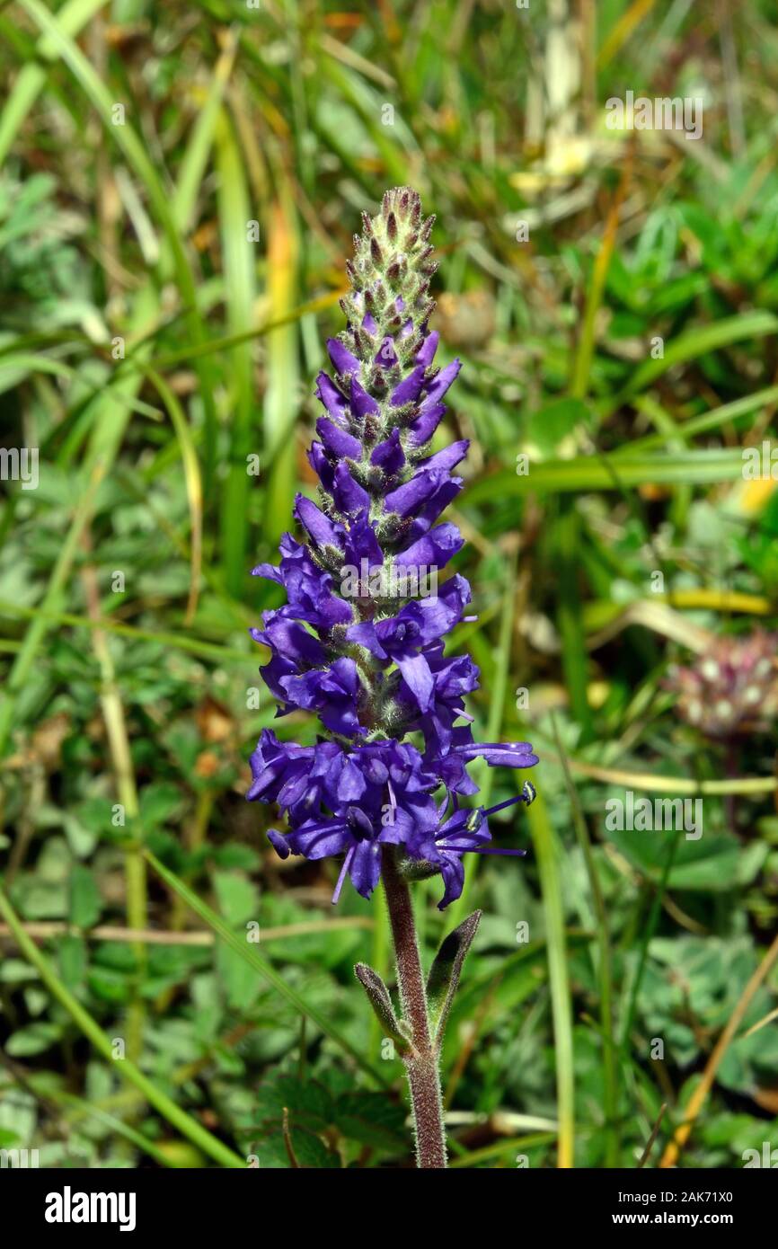 Veronica spicata (spiked speedwell) is a temperate Eurosiberian species found in well-drained, nutrient-poor soils. Stock Photo