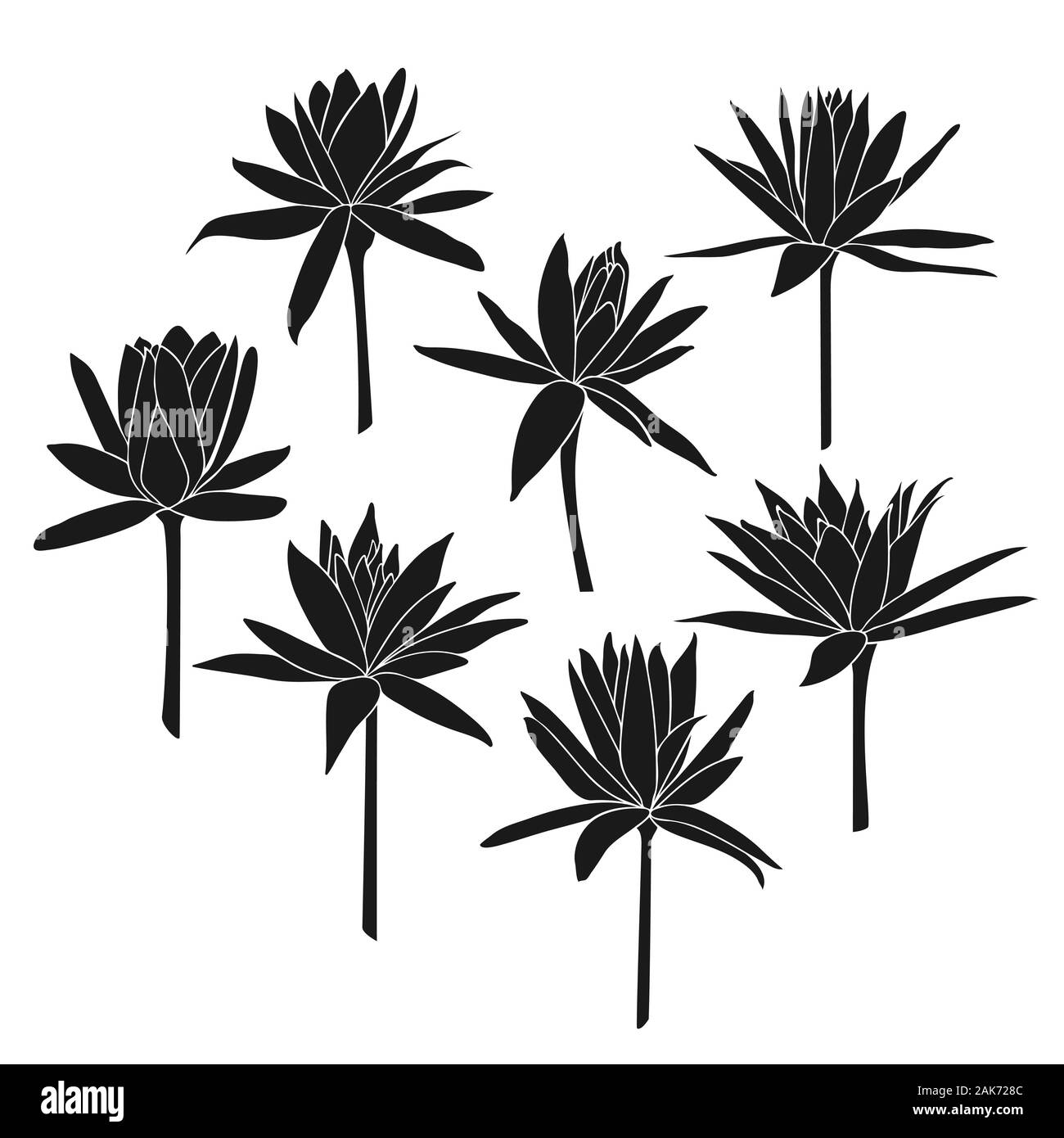 Set of lotus flowers isolated on white background Stock Vector Image ...