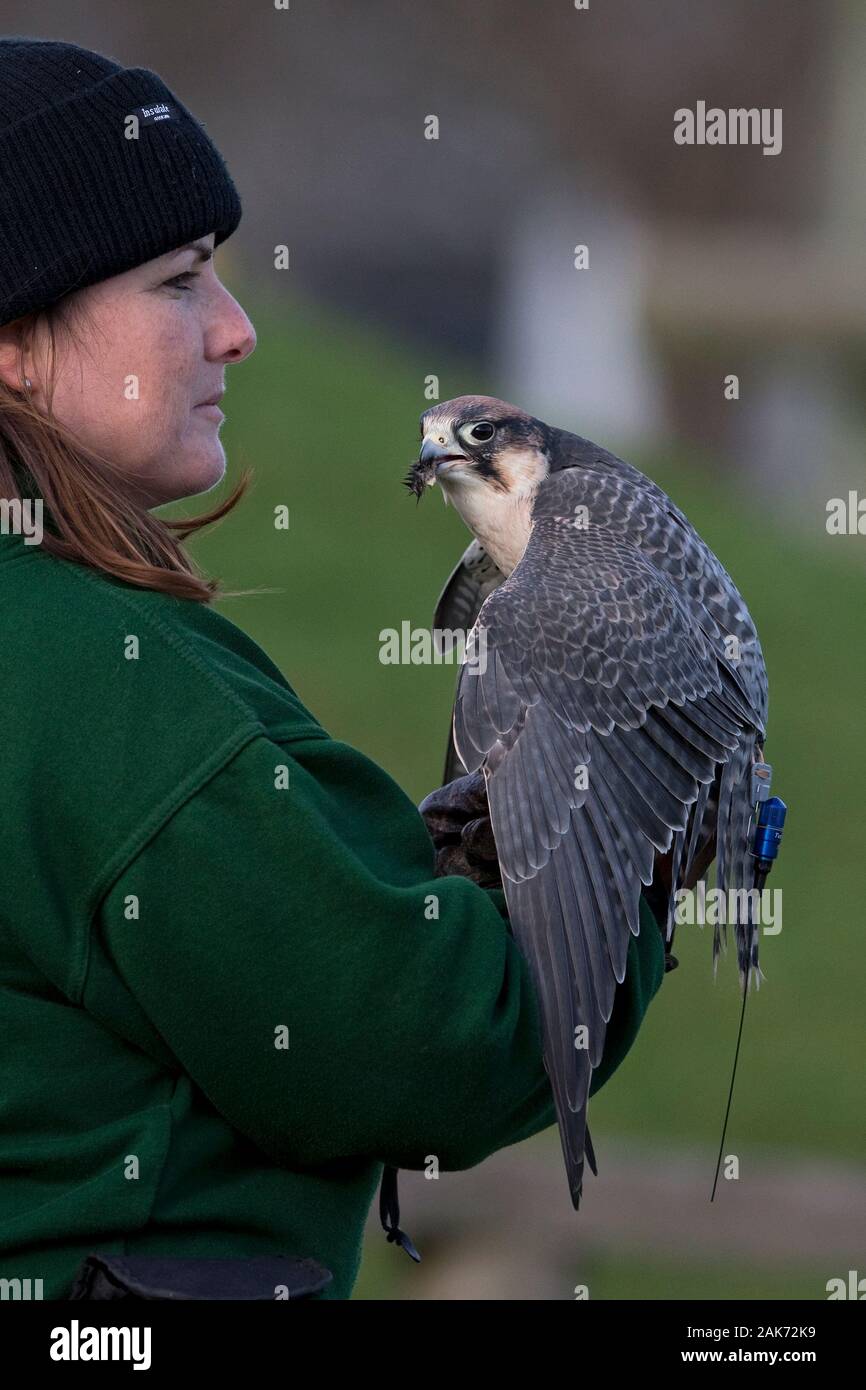 Lanner Falcon (Falco biarmicus) CAPTIVE Stock Photo