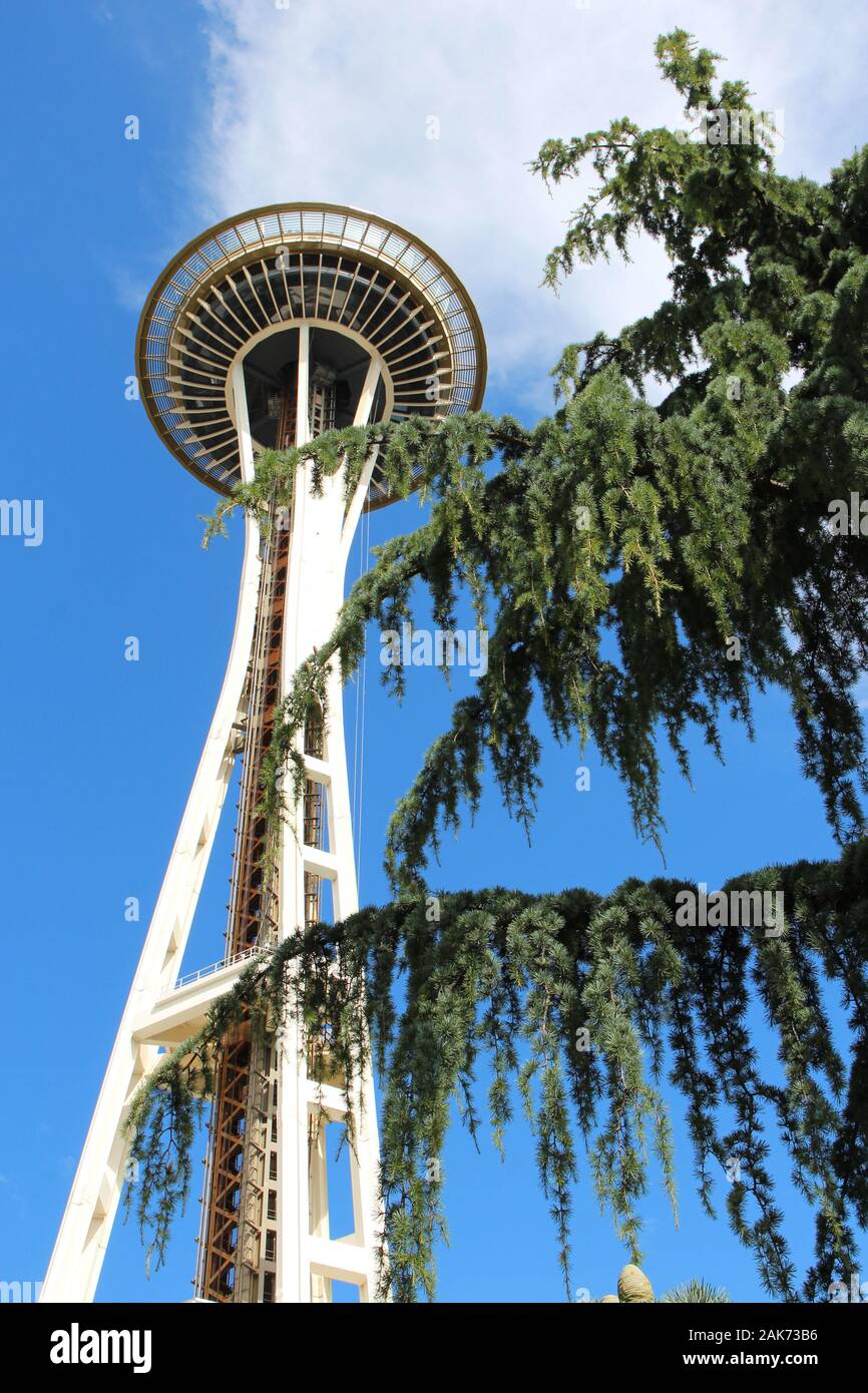 A tall Weeping Nootka Cypress tree partially obscuring the historic landmark, the Seattle Space Needle, in Washington, USA - Stock Image