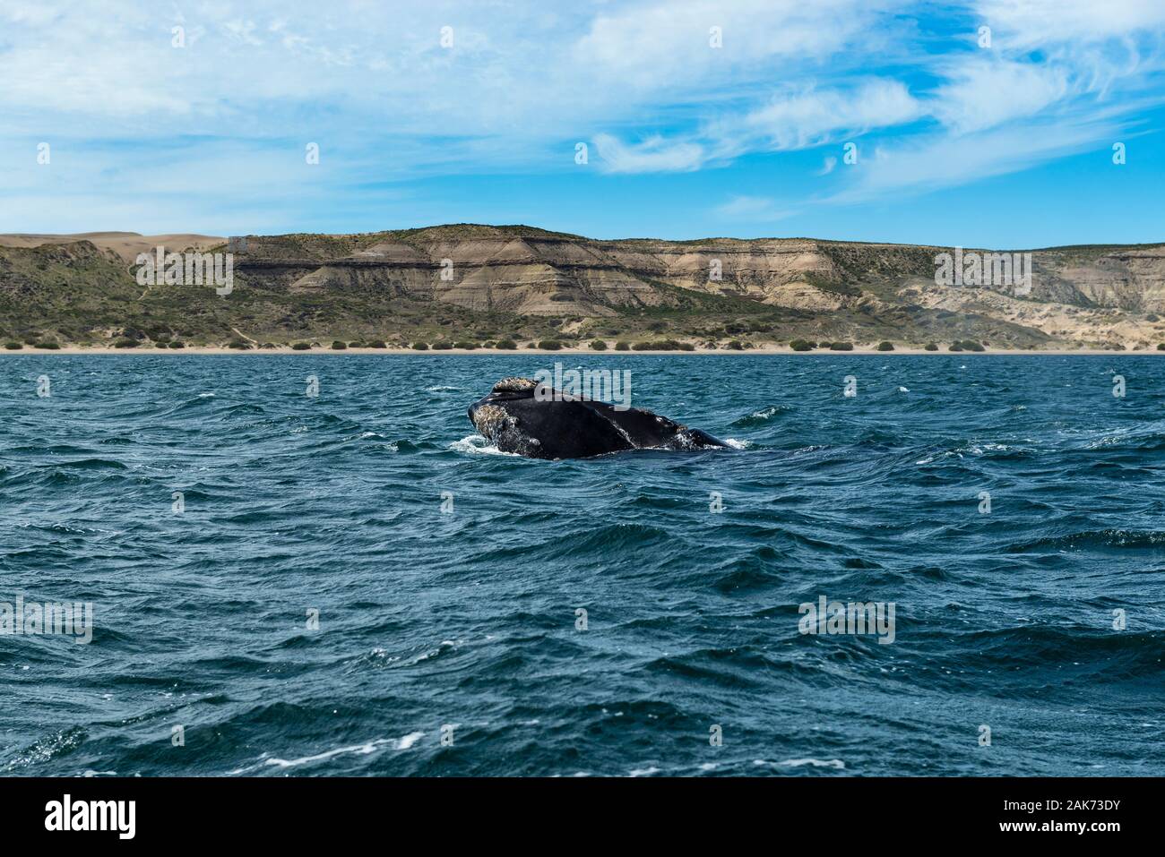 A Southern Right Whale at the Peninsula Valdes in Argentina, South America. Stock Photo