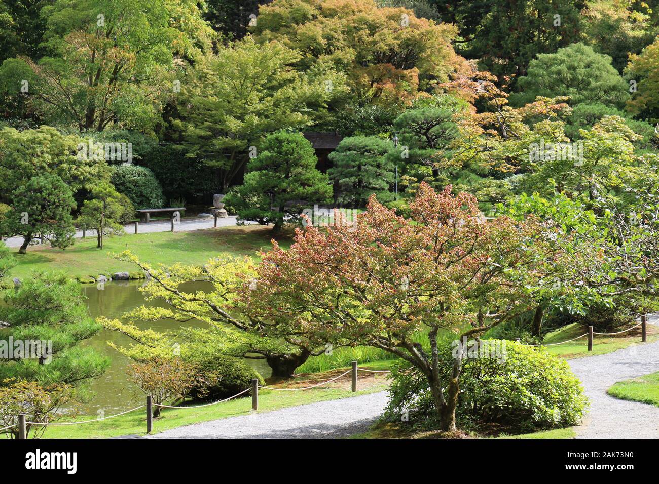 A variety of Japanese Maple trees, evergreen trees, a pond and walking paths in a Japanese Garden in Seattle, Washington, USA Stock Photo