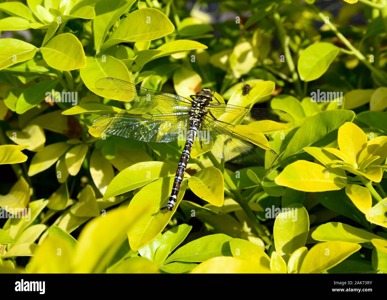 Large Dragonfly resting on a yellow bush in a n English garden in summertime Stock Photo
