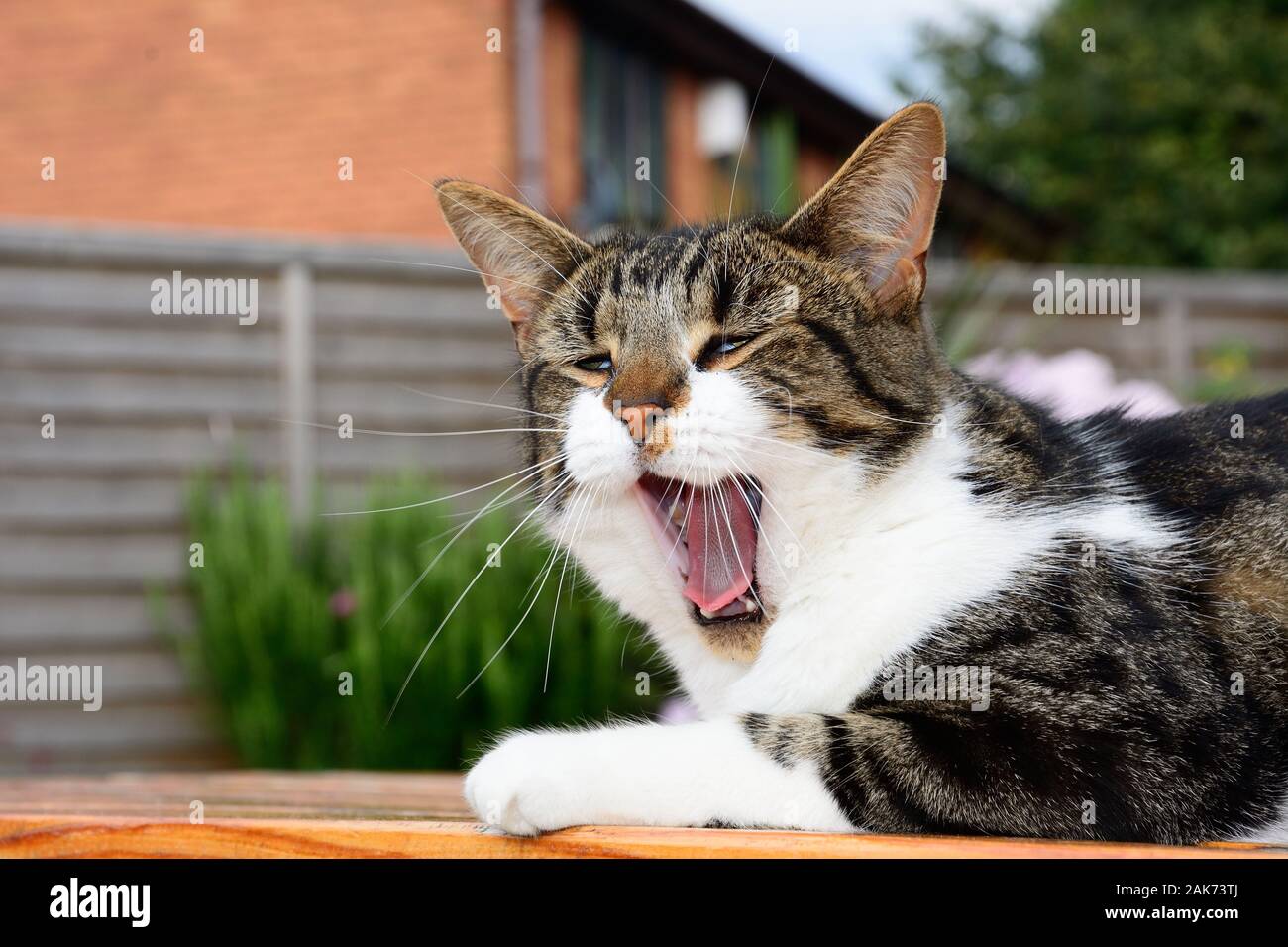 A Domestic Short Haired Tabby Cat Yawning Whilst Sitting On A