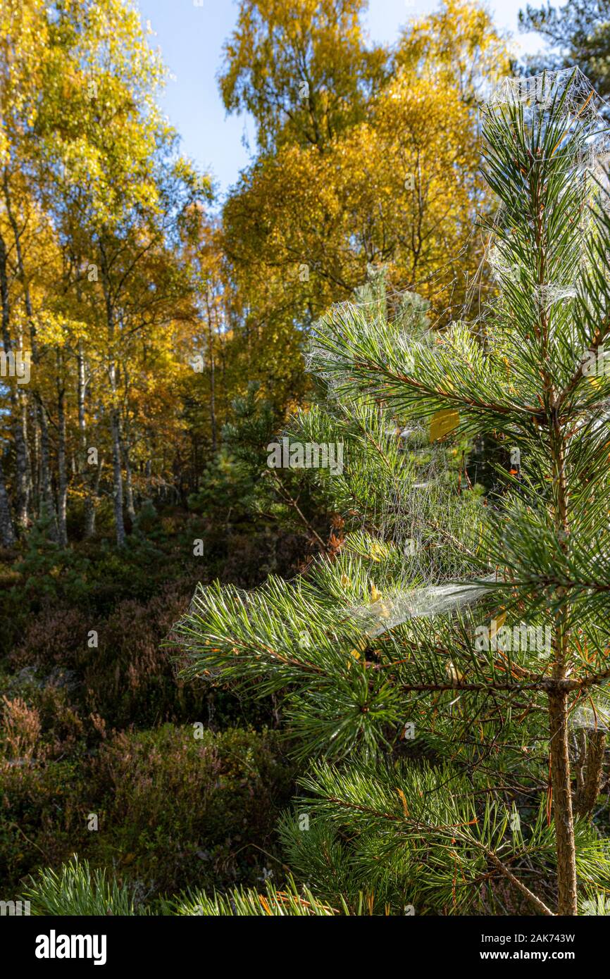 Birch and Pine at Abernethy Nature Reserve in the Cairngorms National Park. Stock Photo
