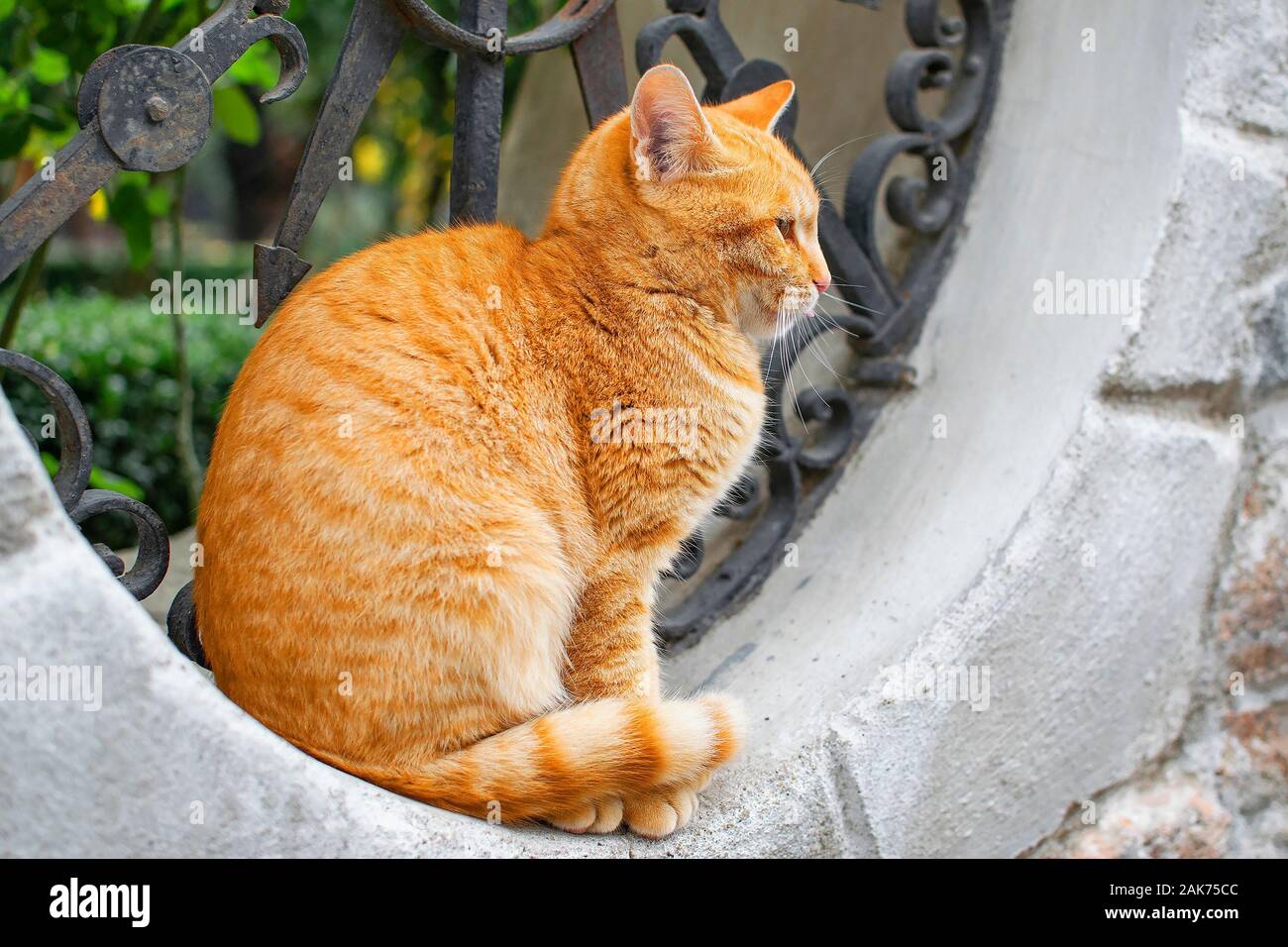 Ginger cat Stock Photo