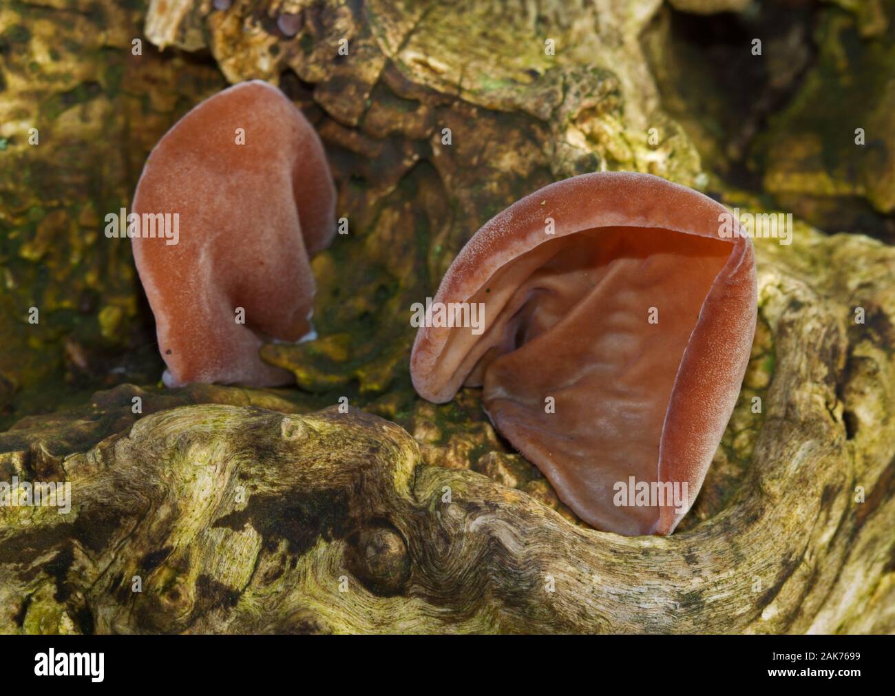 Brown fruiting bodies of Jew’s ear, a saprophytic fungus, growing on dead wood Stock Photo