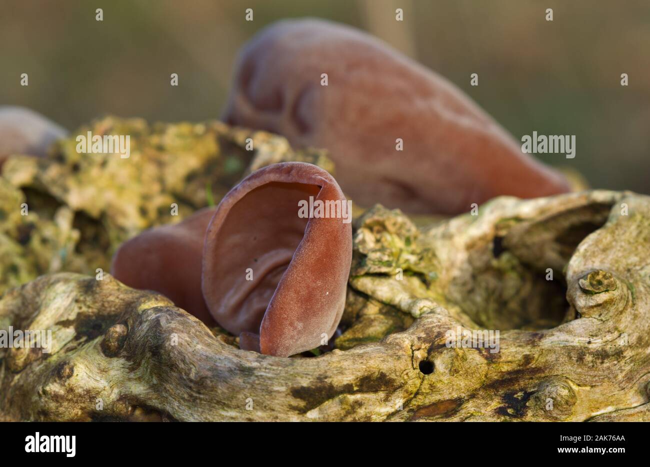 Brown fruiting bodies of Jew’s ear, a saprophytic fungus, growing on dead wood Stock Photo