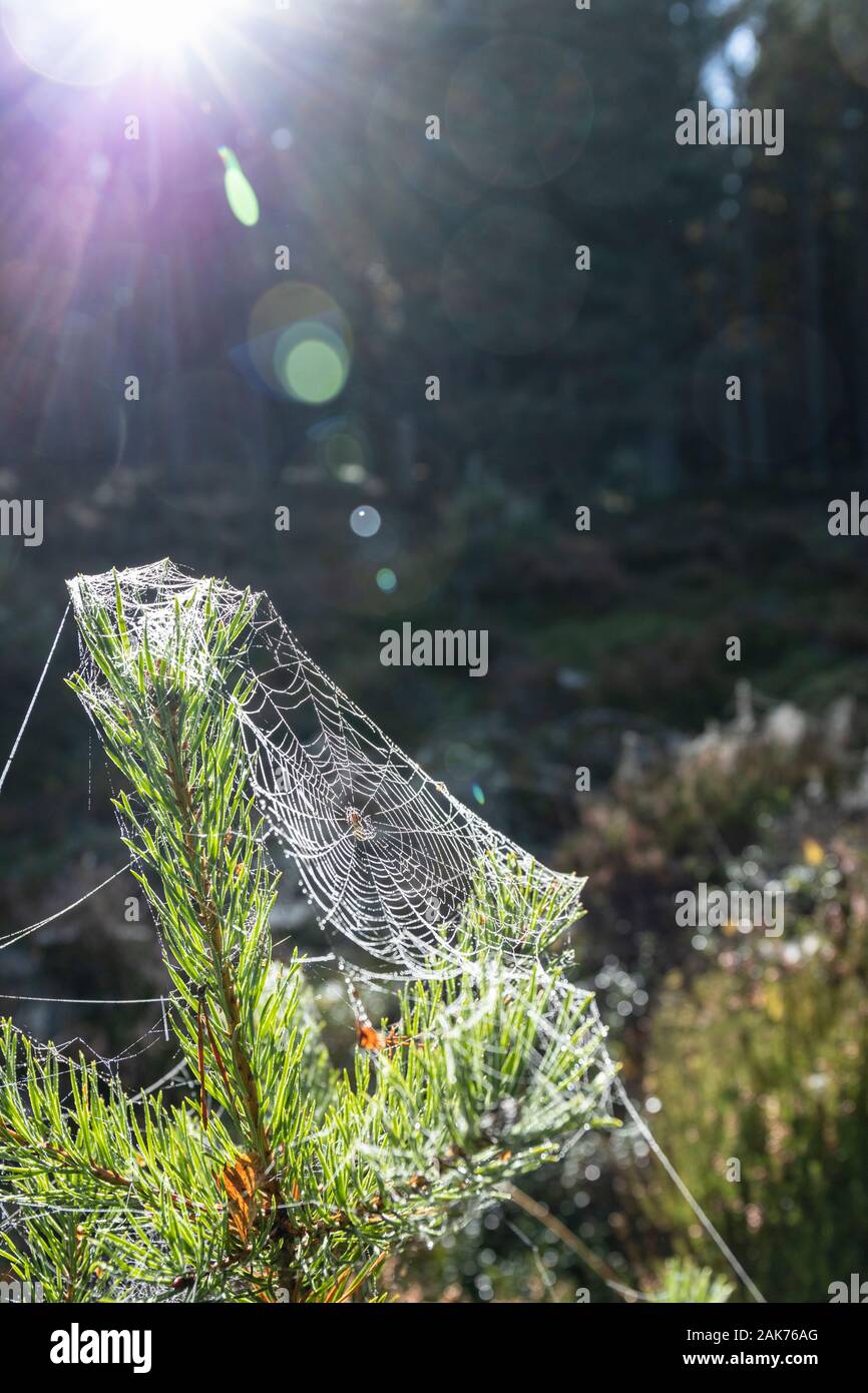 Spider Web on Pine at Abernethy in Scotland. Stock Photo