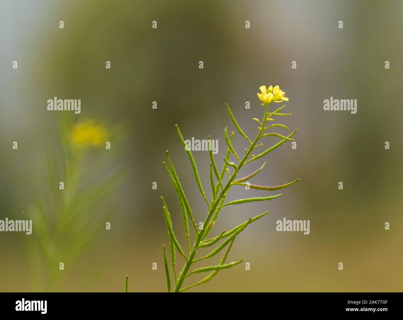 The yellow flowers of the Brassica spp, a plant that belongs to the mustard family, in a garden in the Himalayan village of Chaukori in Uttarakhand. Stock Photo