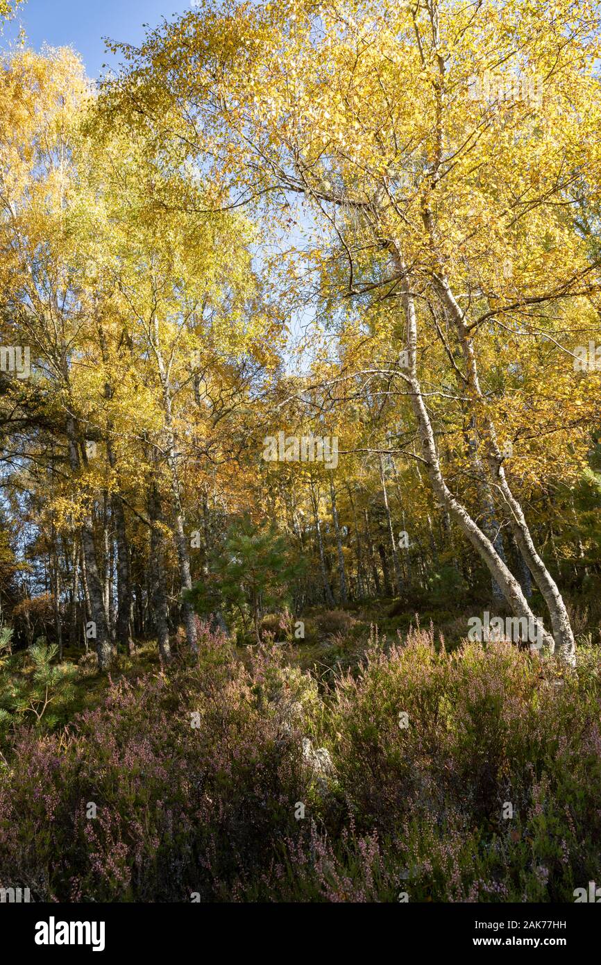 Birch at Abernethy Nature Reserve in the Cairngorms National Park. Stock Photo