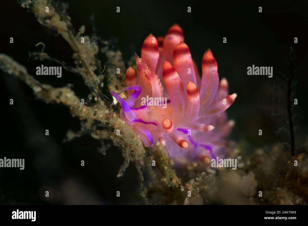 Nudibranch Coryphellina rubrolineata. Underwater macro photography from Anilao, Philippines Stock Photo
