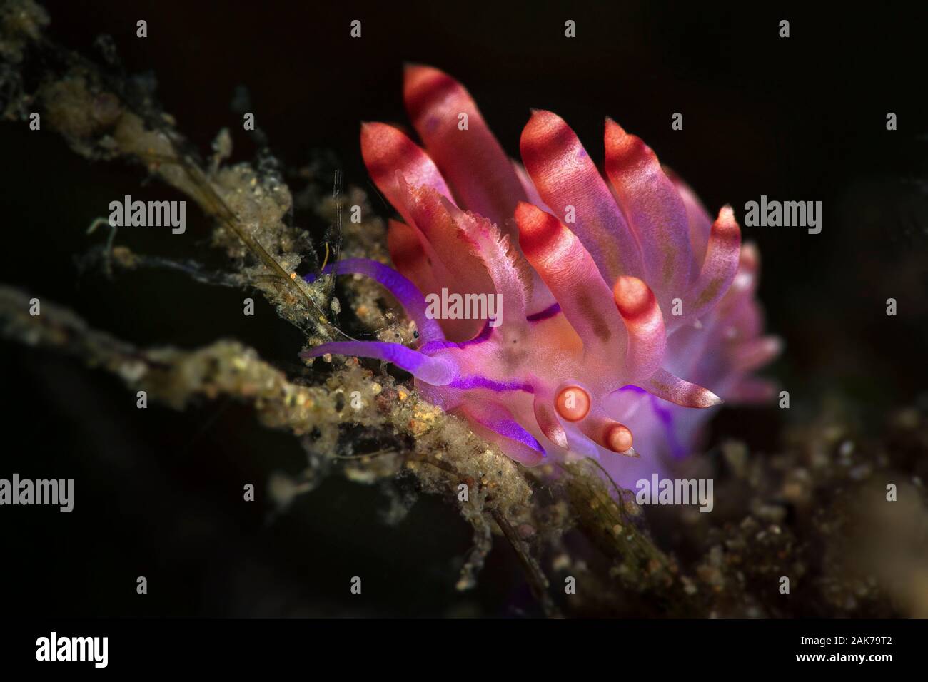 Nudibranch Coryphellina rubrolineata. Underwater macro photography from Anilao, Philippines Stock Photo
