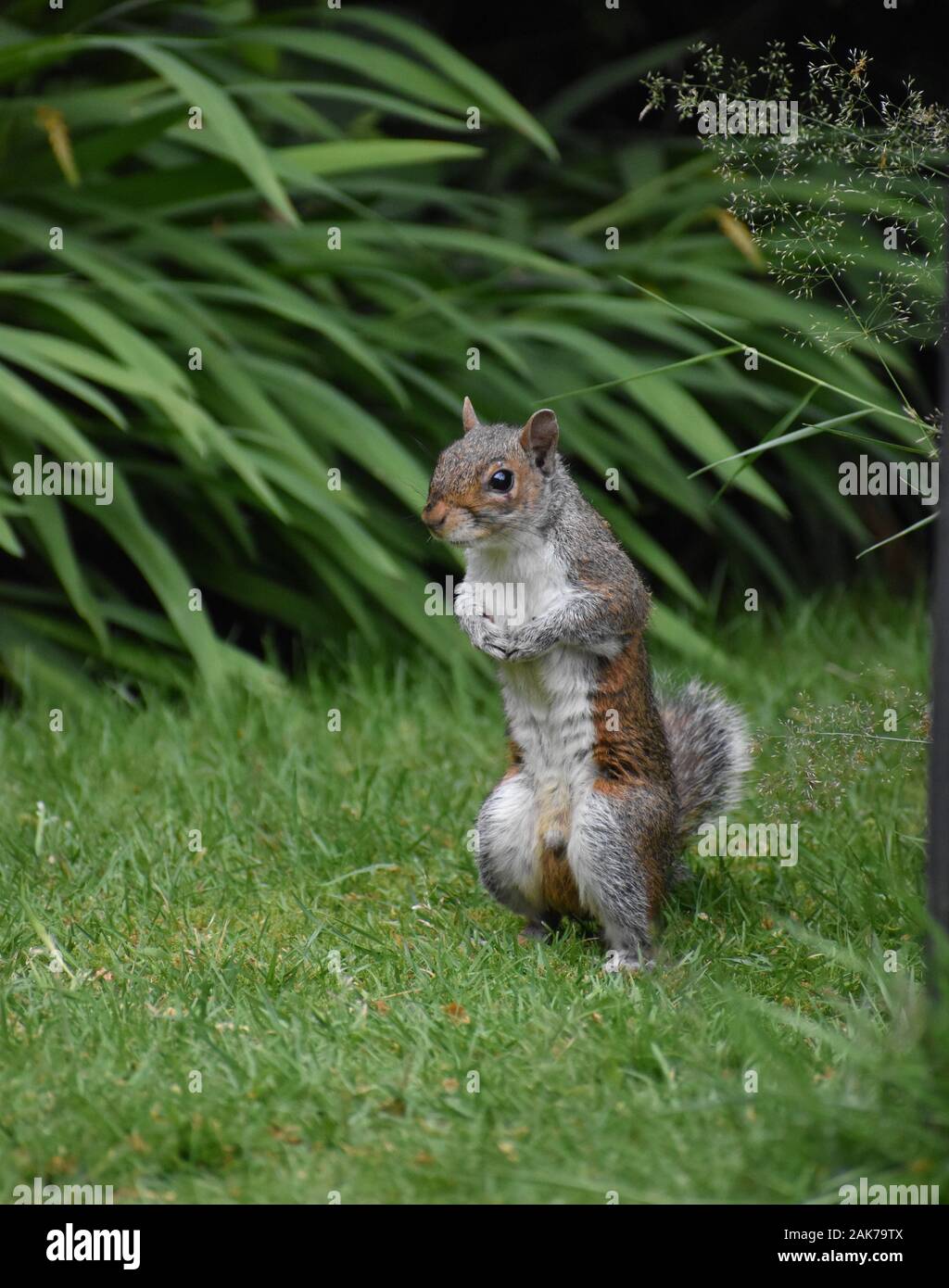 Wild Squirrel Stock Photo
