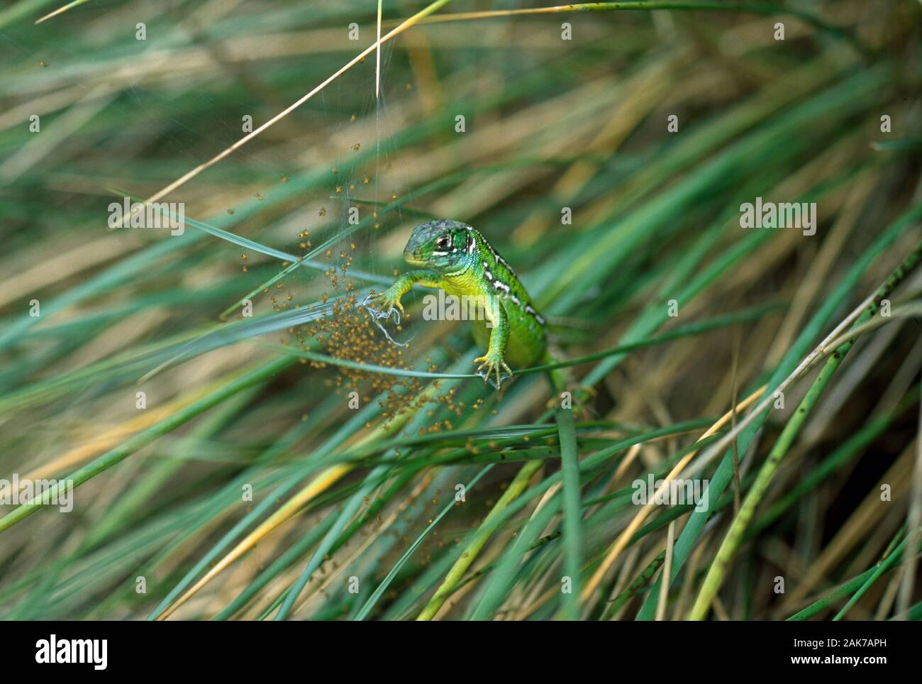 English lizards hires stock photography and images Alamy