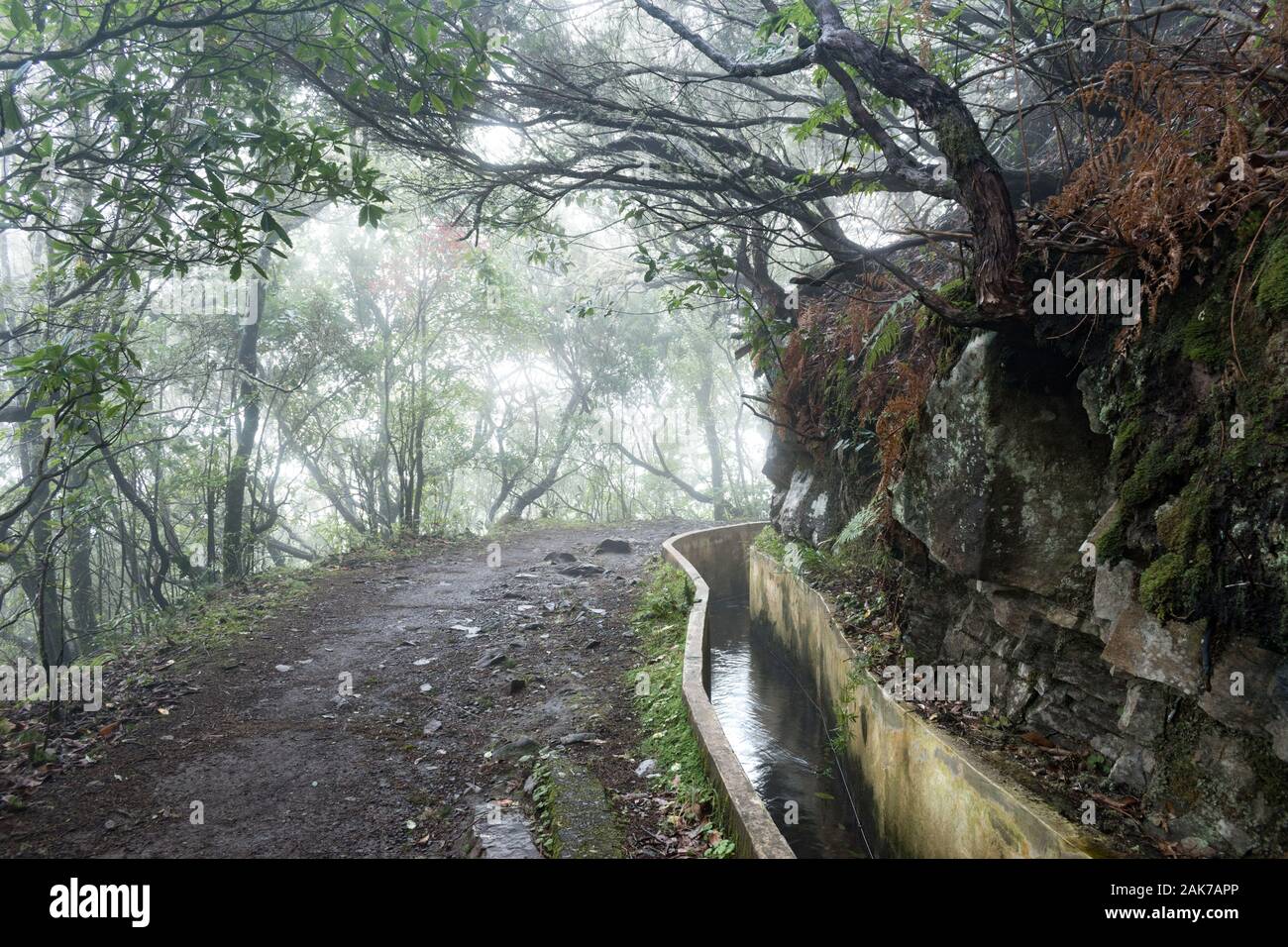 The Levada do Furado on Madeira Island, Portugal wiggles around a corner in the misty mountainside forest with sunlight bursting in through the trees. Stock Photo