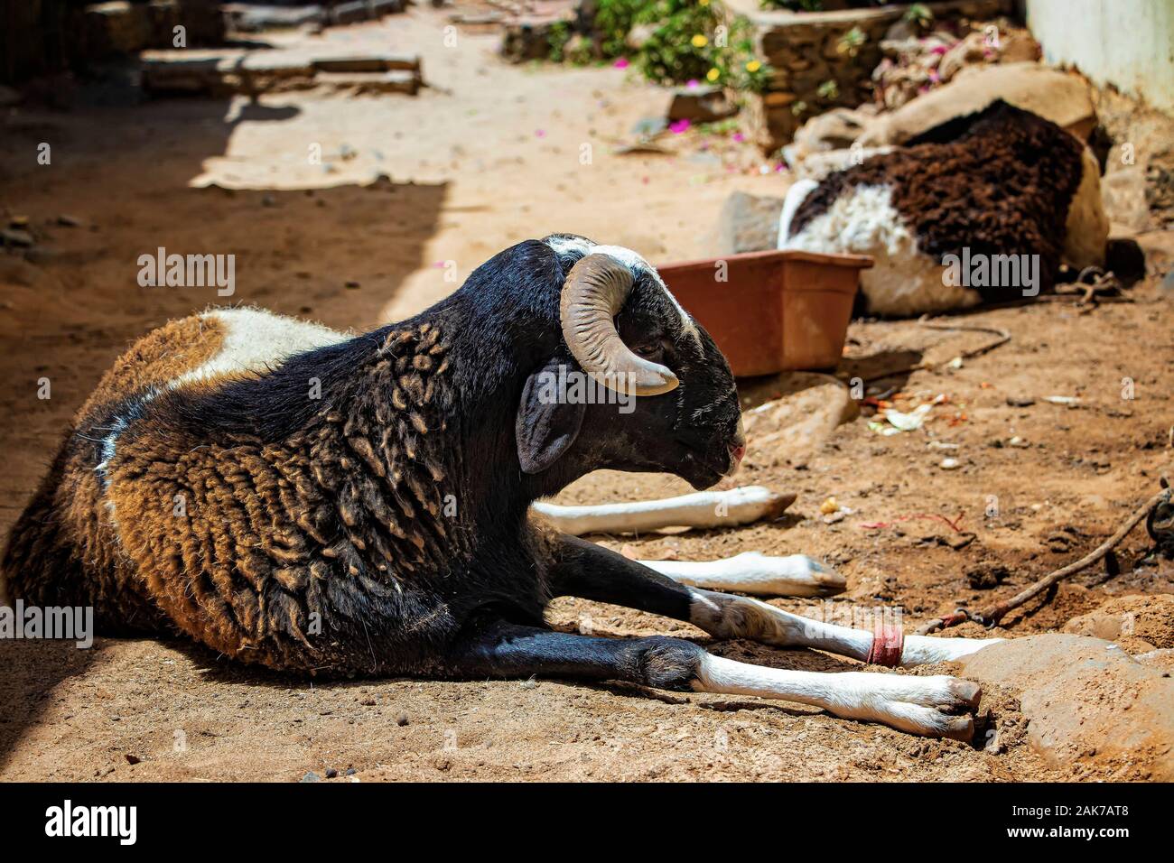 A black sheep lies on a dusty street in Goree Island, Senegal, Africa. Next to it has a container of food. Resting in the shade of stone houses. Stock Photo