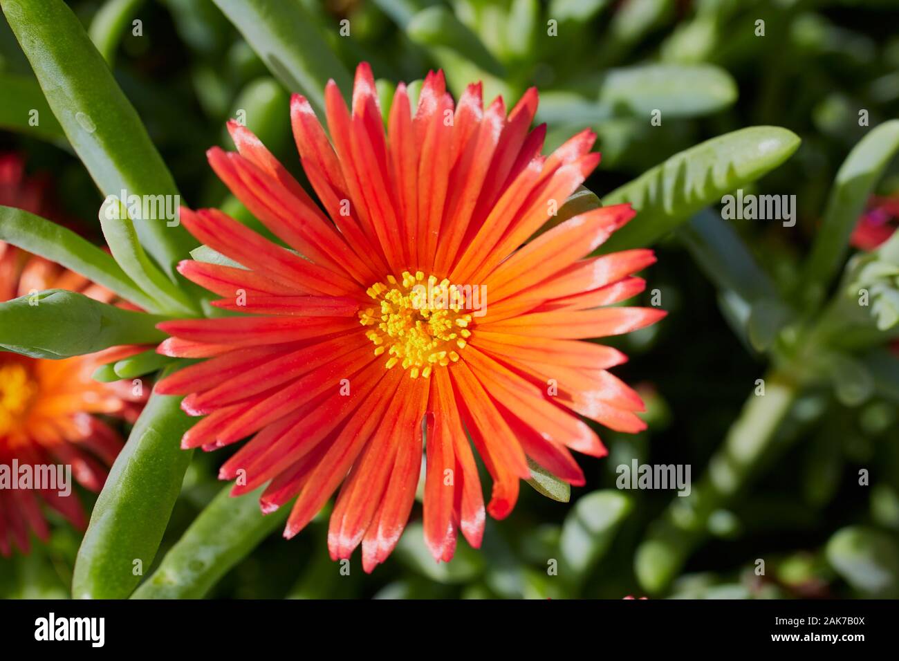 close up of red trailing ice plant - Lampranthus Spectabilis on the Canary Islands Stock Photo