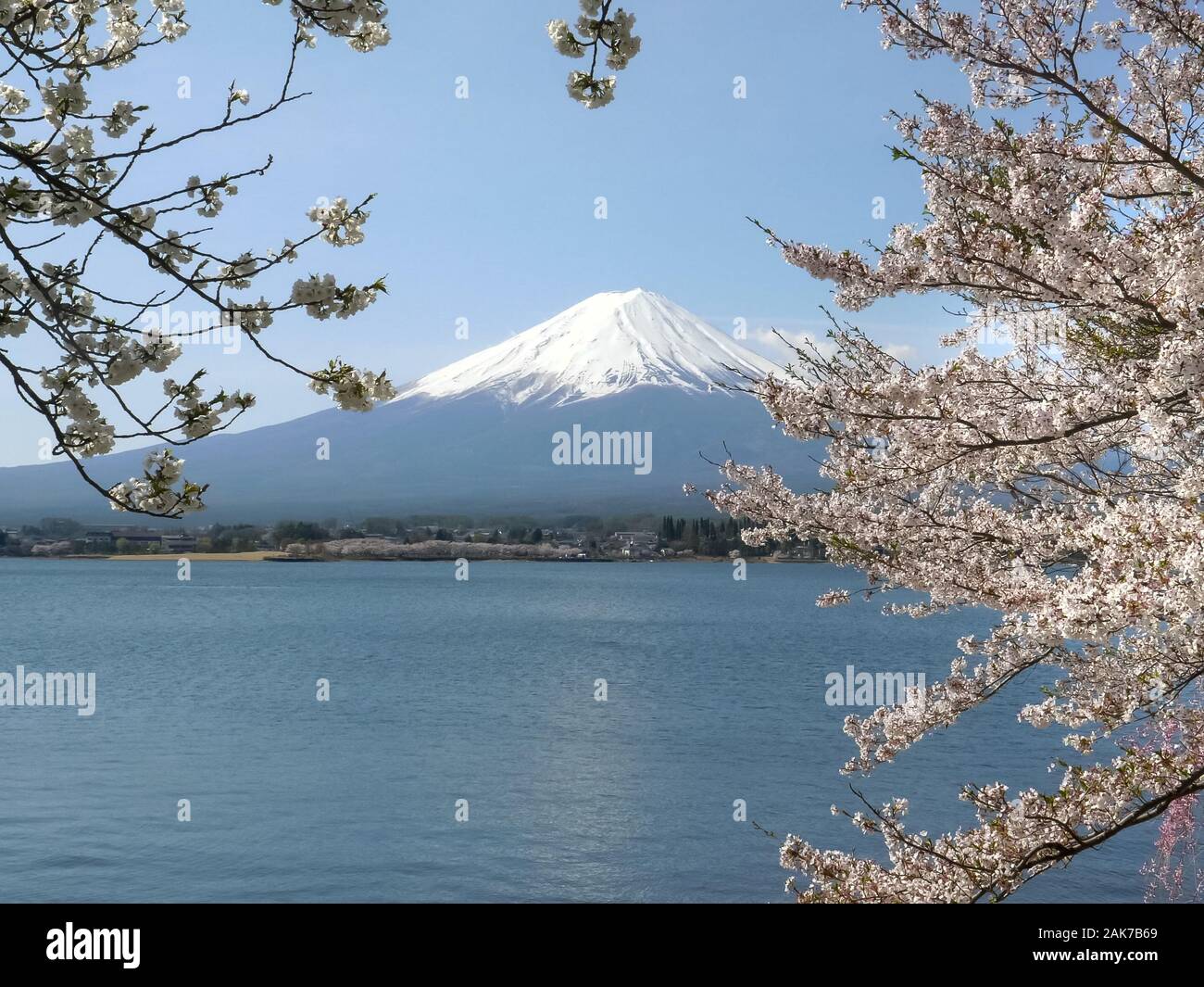 mount fuji framed by flowering cherry trees at kawaguchiko Stock Photo