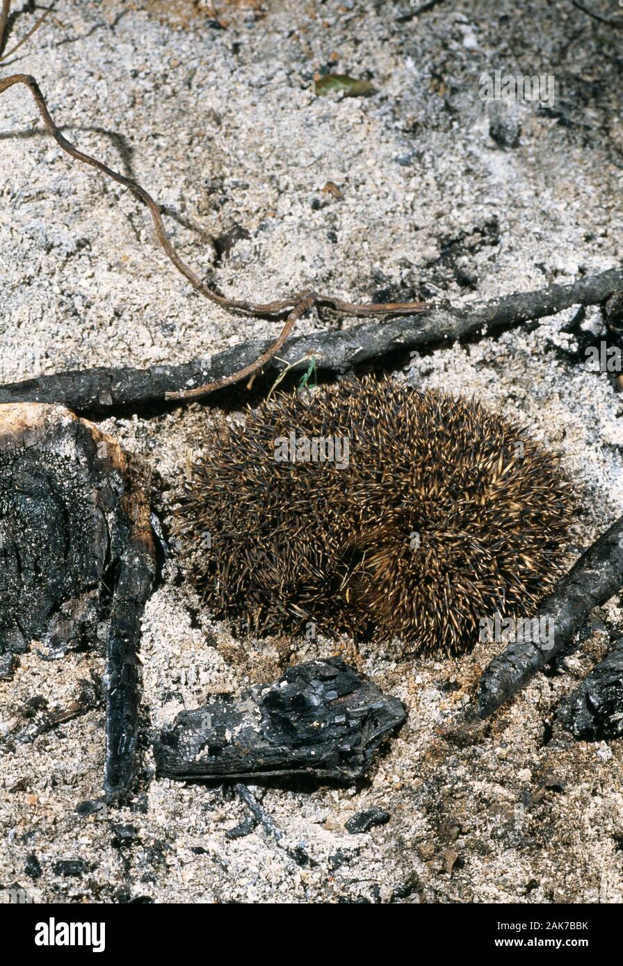 HEDGEHOG (Erinaceus europaeus).  Curled up amongst the ashes of a garden bonfire. Unlit bonfires may be attractive as cover for hibernation. Beware. Stock Photo