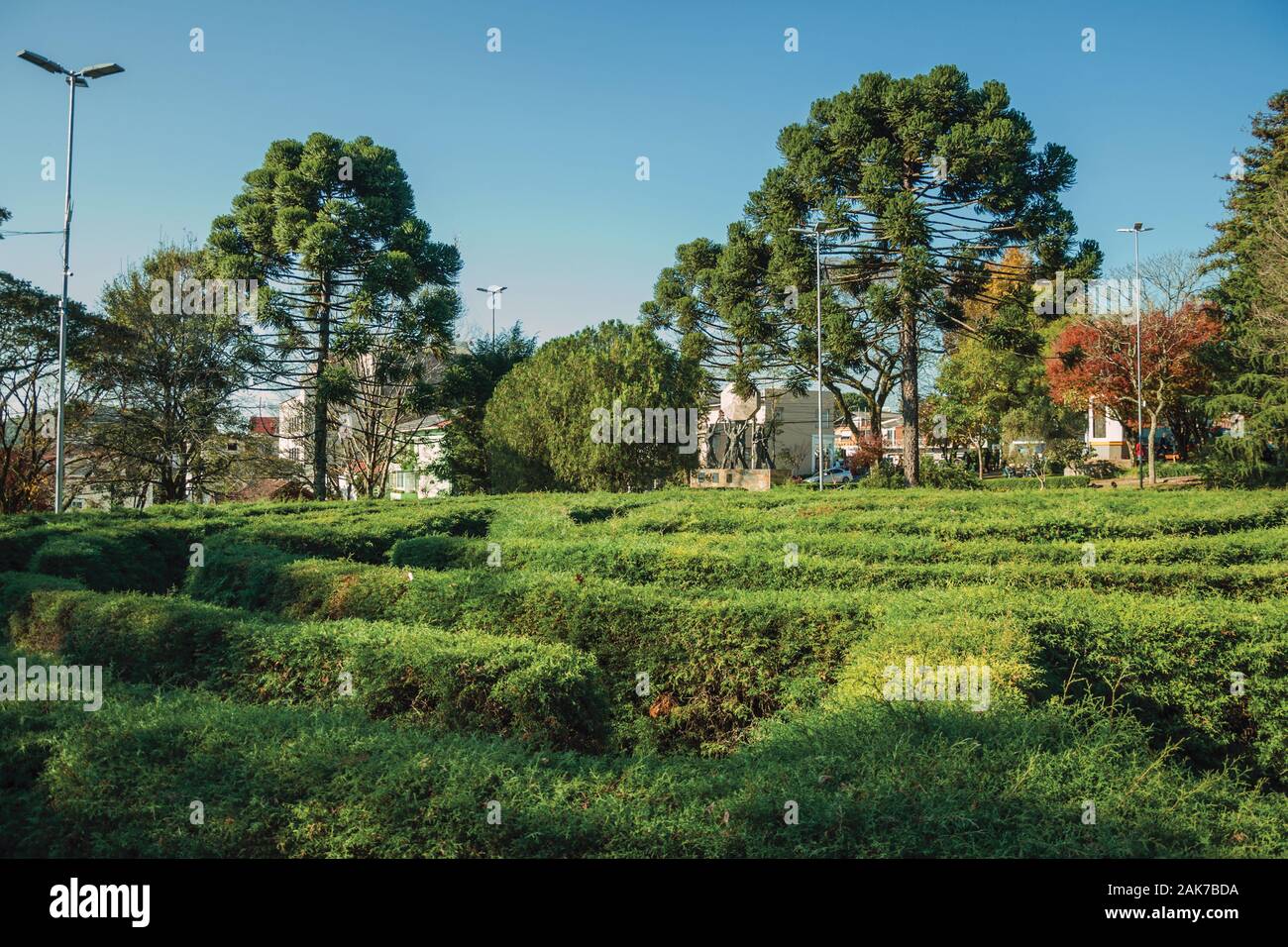 65 Best Plants For Landscape Plan Images Plants Landscaping
