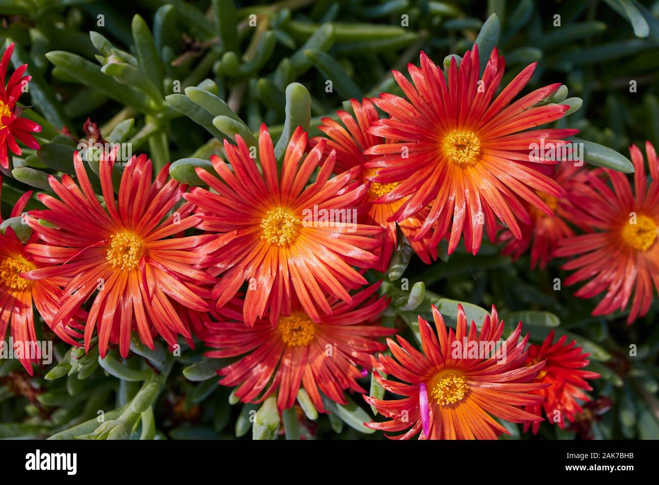 close up of red ice plant - lampranthus spectabilis on the Canary Islands Stock Photo