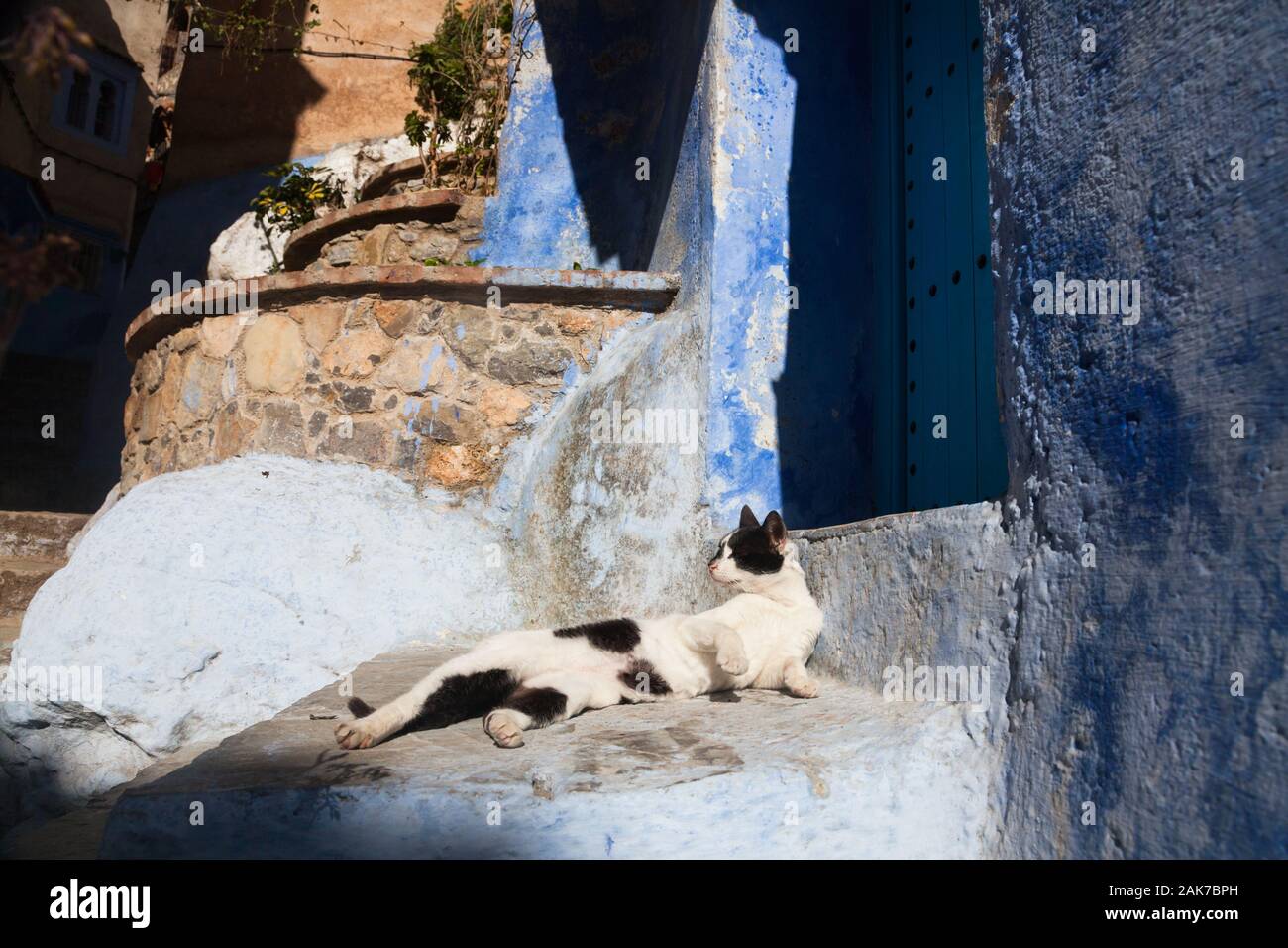 Black and white cat lying on the doorstep in front of blue door in medina of Chefchaouen (also known as Chaouen), Morocco Stock Photo