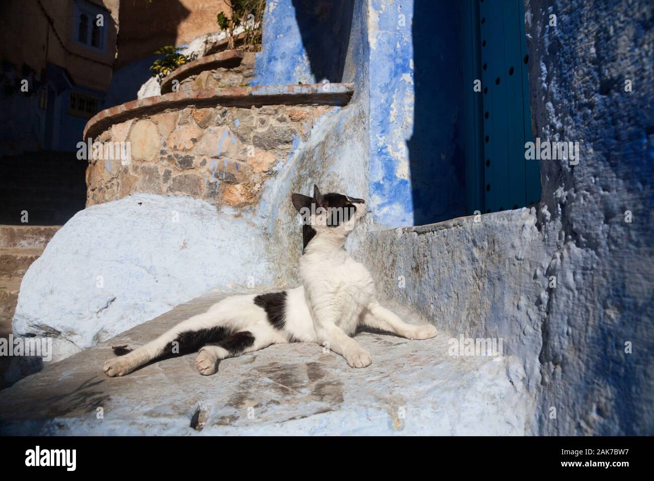 Black and white cat lying on the doorstep and staring at the blue door of the building in medina of Chefchaouen (also known as Chaouen), Morocco Stock Photo
