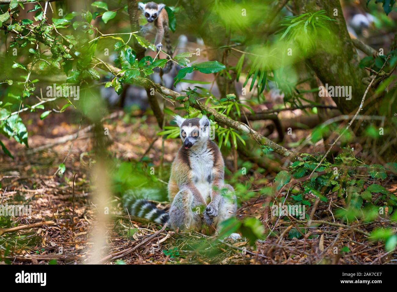 Lemur and vervet monkey Stock Photo