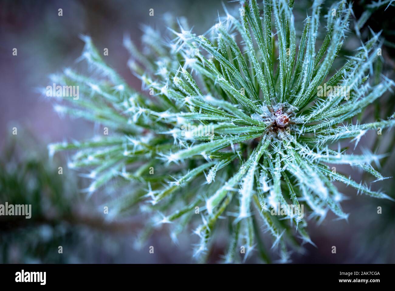 Icicles on Scots Pine at Abernethy forest in Scotland. Stock Photo