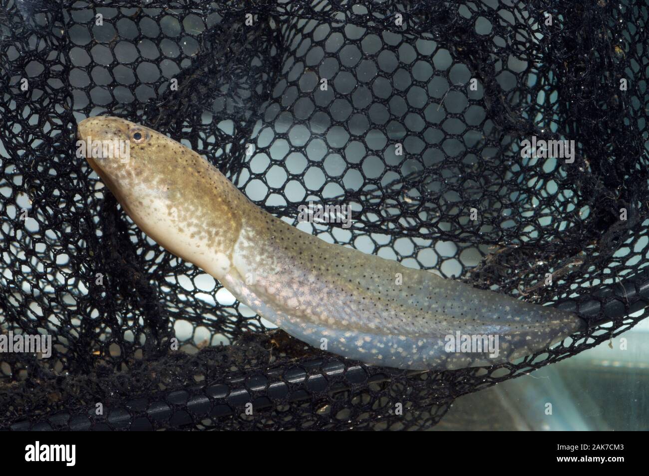 AMERICAN BULLFROG tadpole Lithobates (Rana) catesbeianus. An accidental import with Goldfish into the UK. From USA. In an aquarium net. Stock Photo