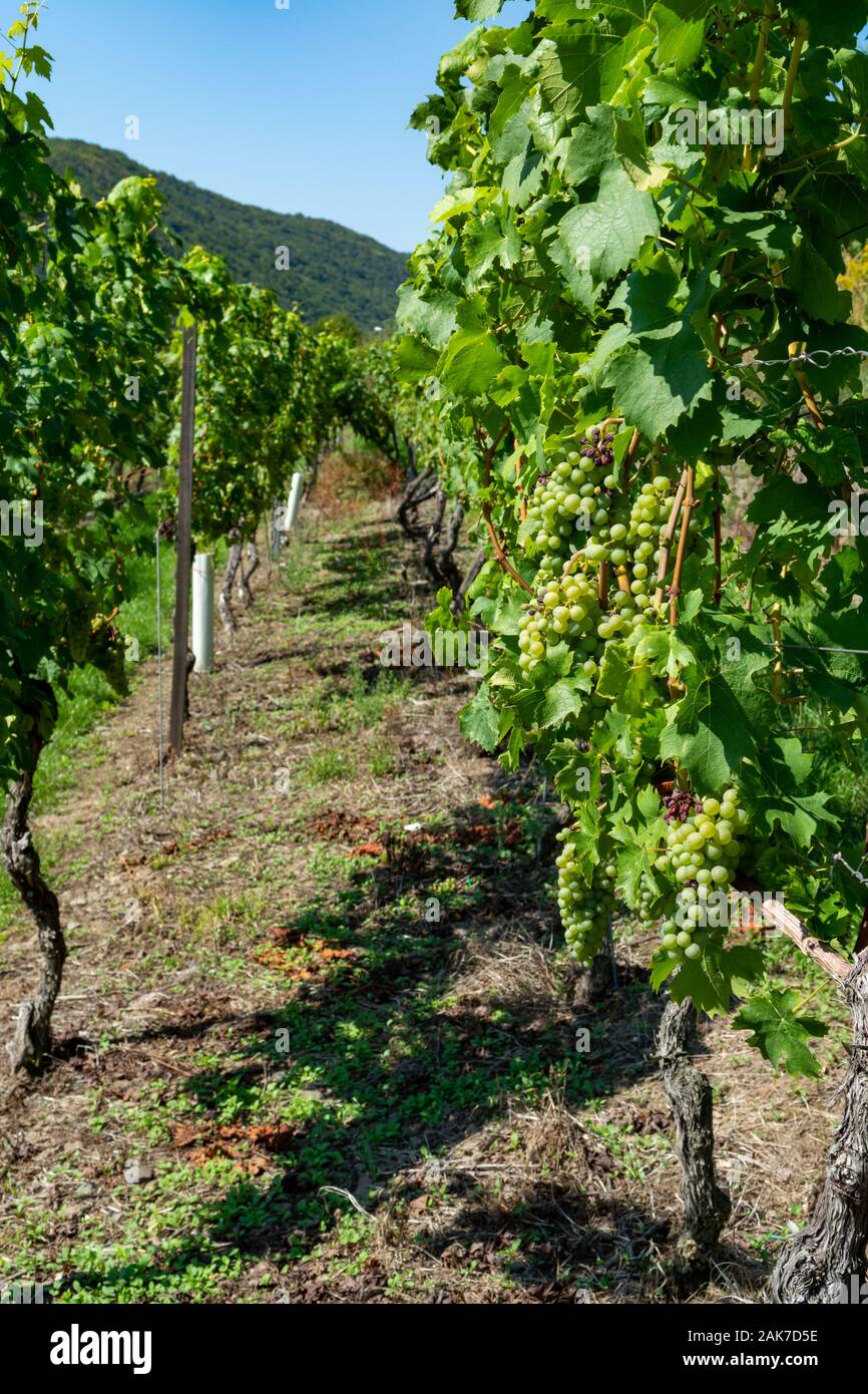 Vineyard with growing white wine grapes, riesling or chardonnay ...