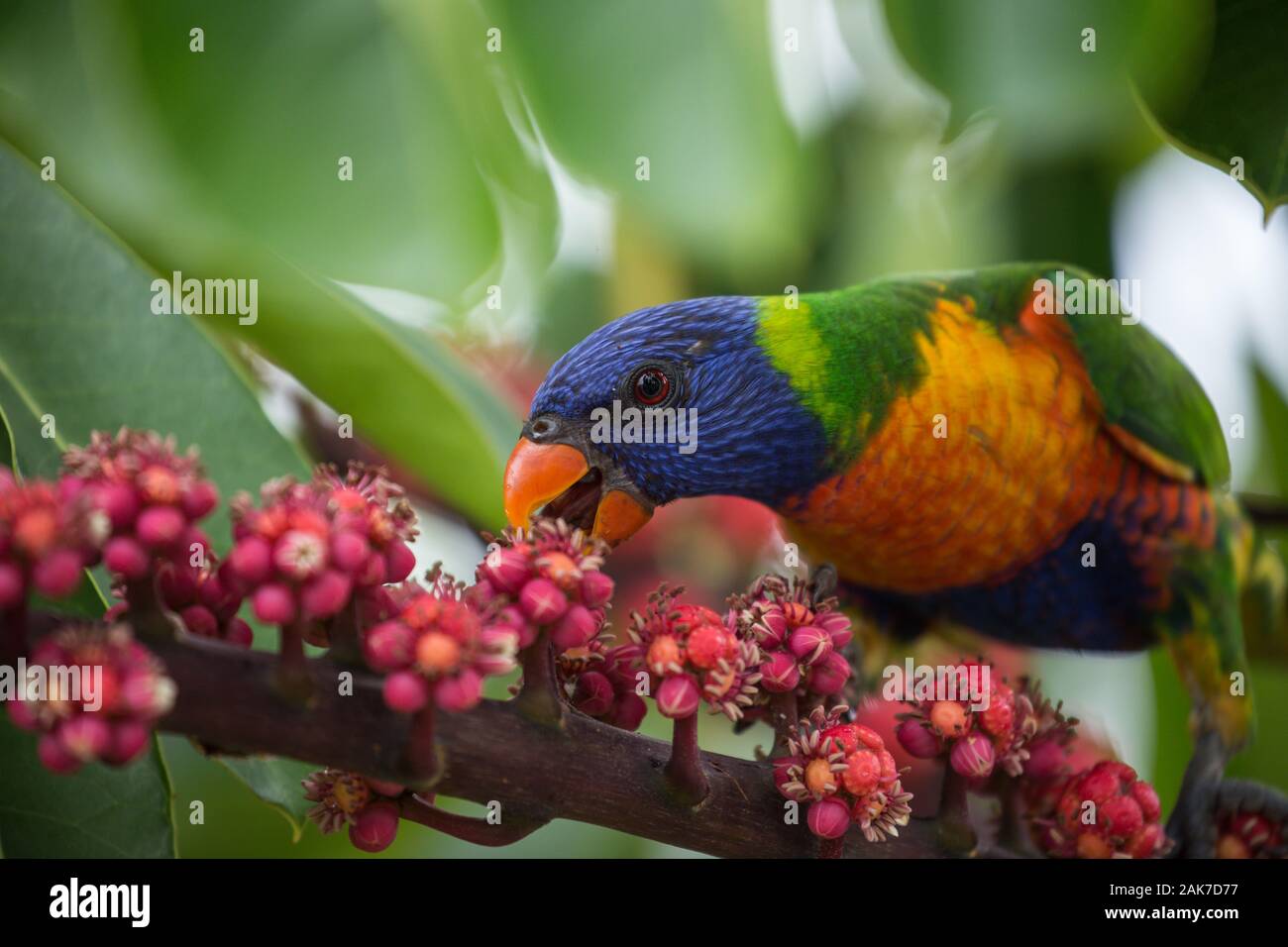 A close up of a colourful Rainbow Lorikeet bird feeding on pink flowers in Australia Stock Photo