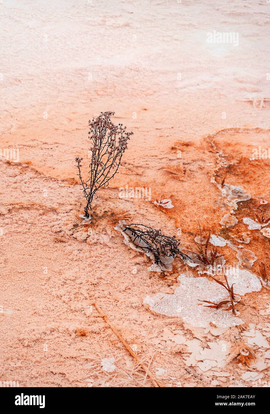 Mineral structures of hot springs, USA Stock Photo Alamy