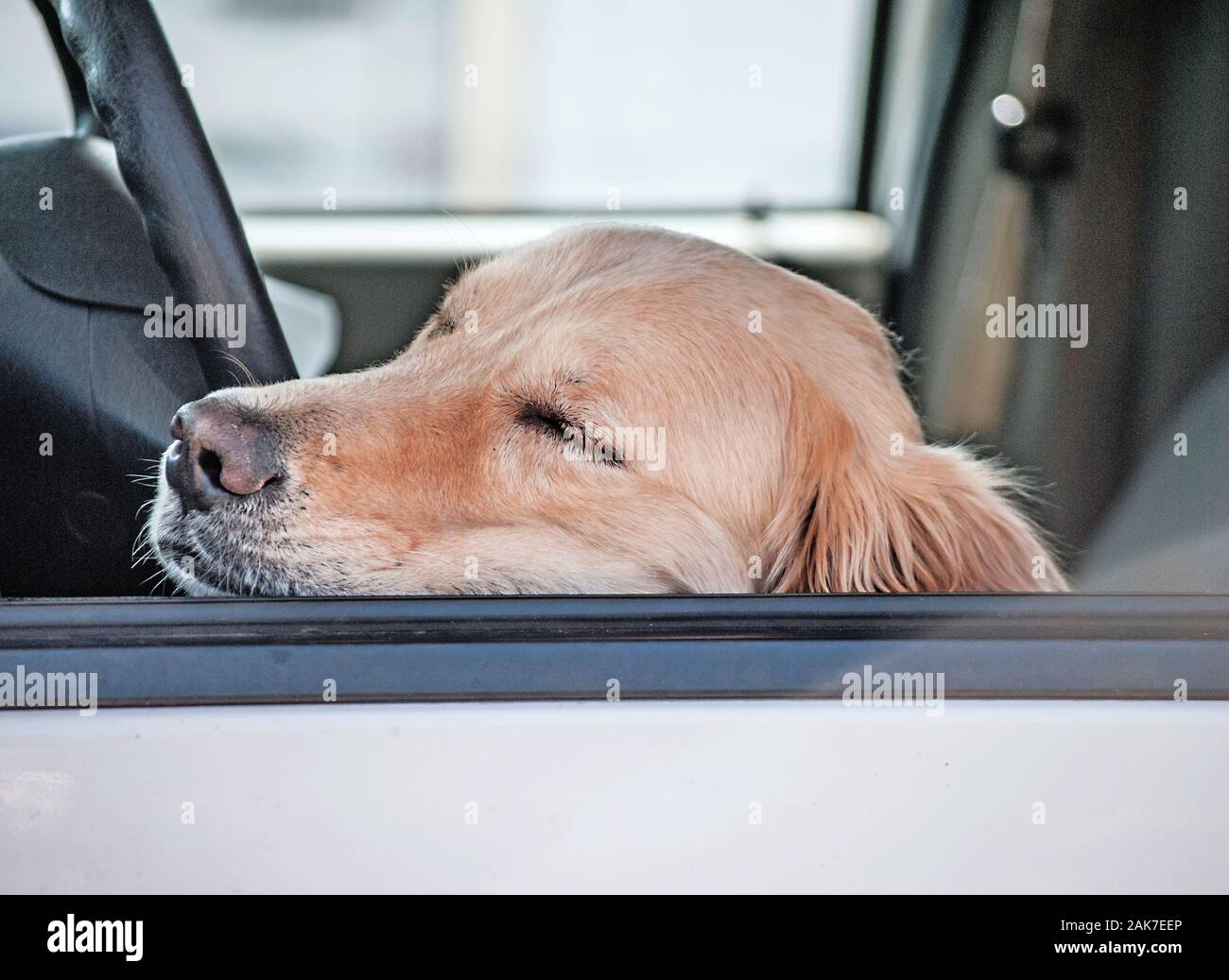 Open window of car with a adorable Golden Retriever sleeping inside
