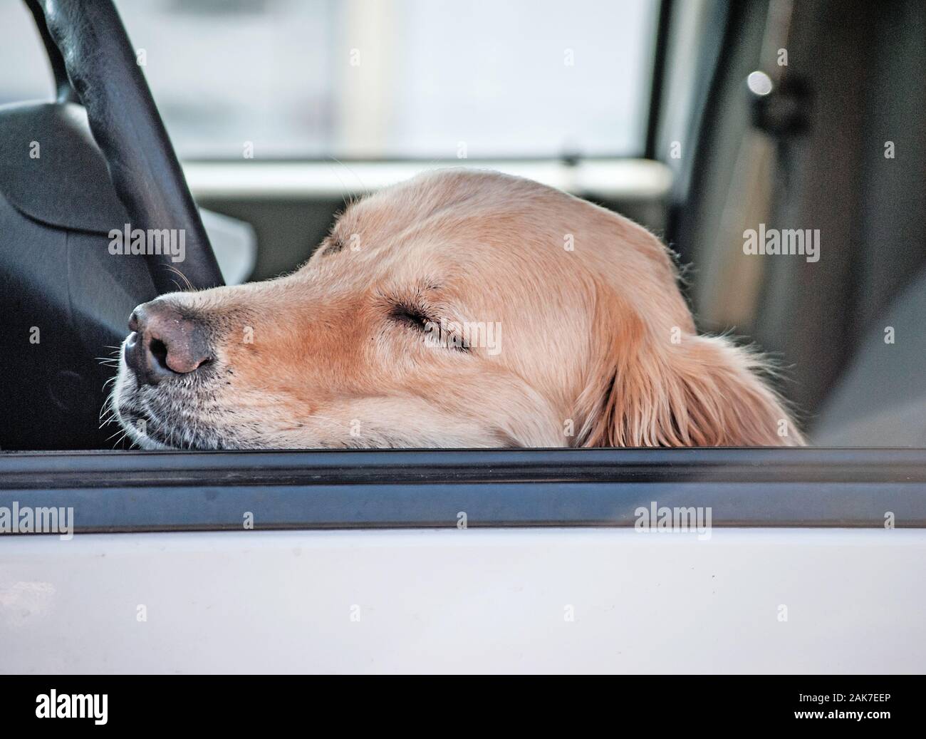 Open window of car with a adorable Golden Retriever sleeping inside Stock Photo