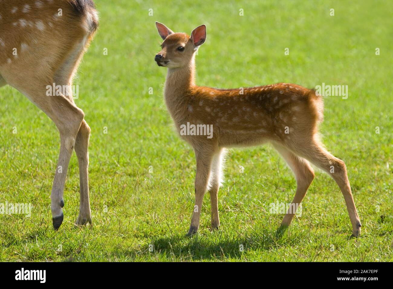 SIKA DEER (Cervus nippon). Fawn or calf following mother. Stock Photo