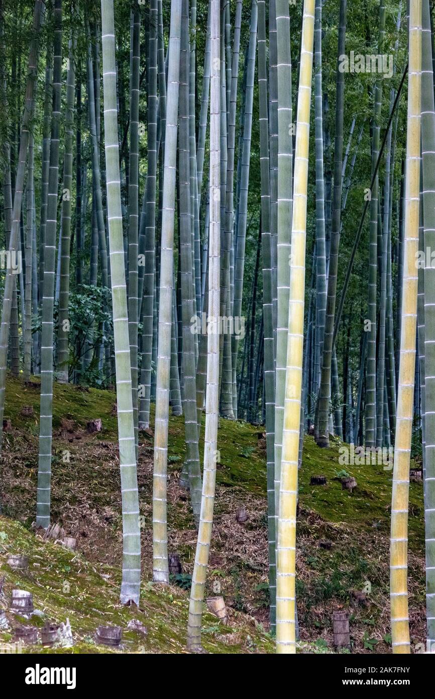 Garden with bamboo forest, originally created by Musō Soseki, of the Tenryū-ji Zen Buddhist temple, Kyoto, Japan Stock Photo