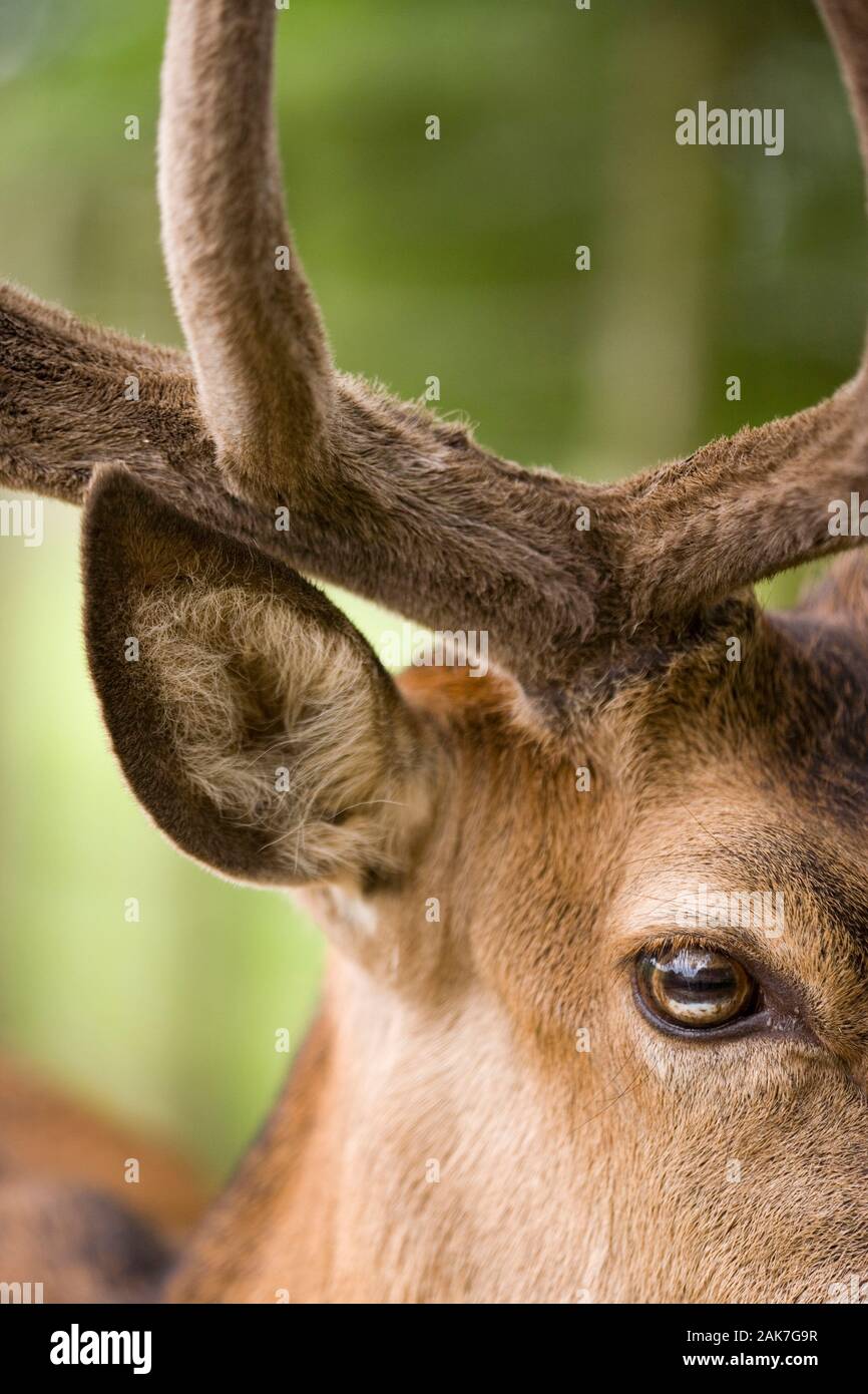 RED DEER (Cervus elaphus) Ear and eye of stag. Re-grown antler still 'in velvet' August. EAR, EYE, ANTLER, VELVET Stock Photo