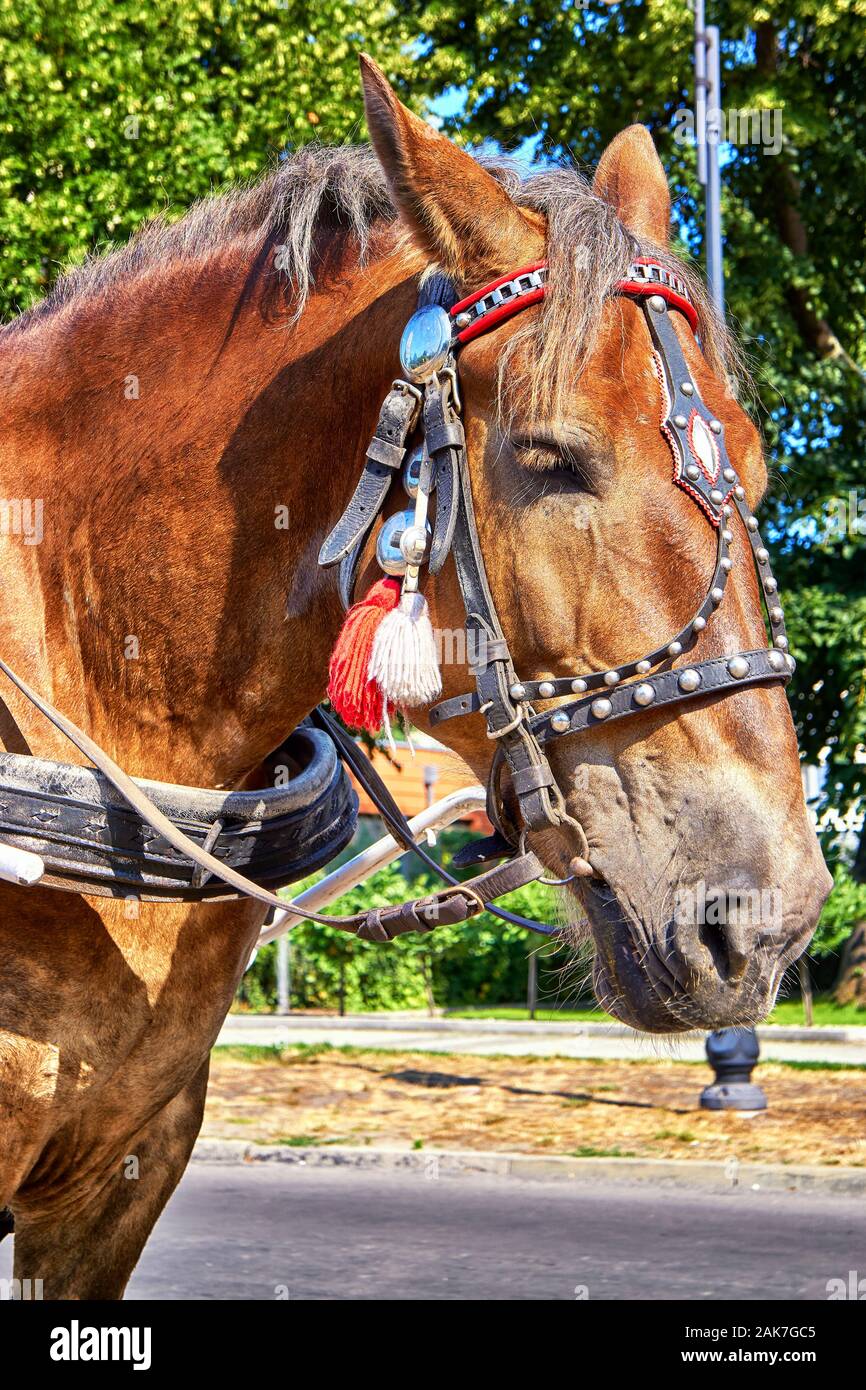 Horse head with traditional harness for a carriage ride Stock Photo Alamy