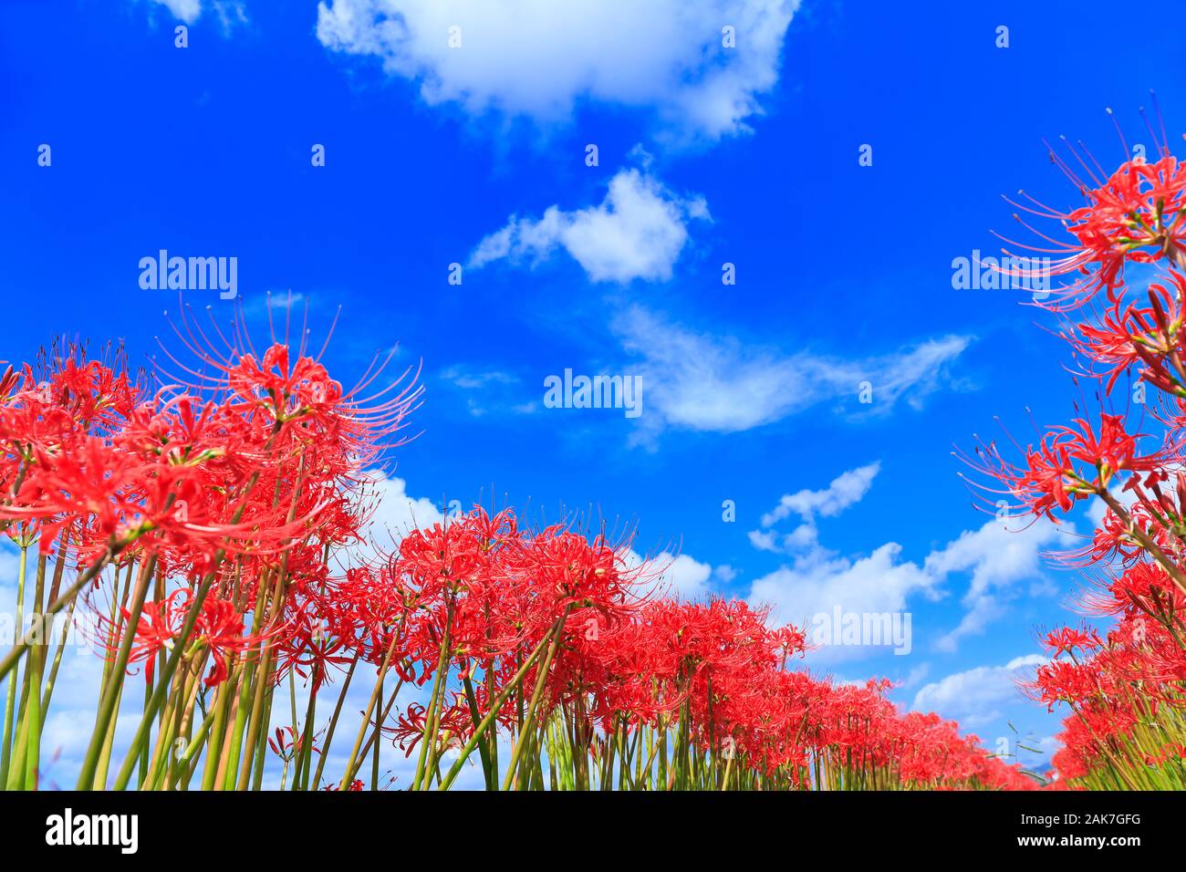 Flower field Stock Photo - Alamy