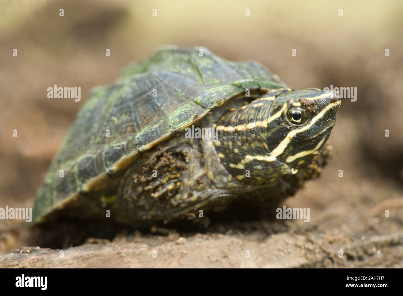 MUSK or STINK-POT TURTLE (Sternotherus odoratus). Found throughout the eastern USA. Stock Photo