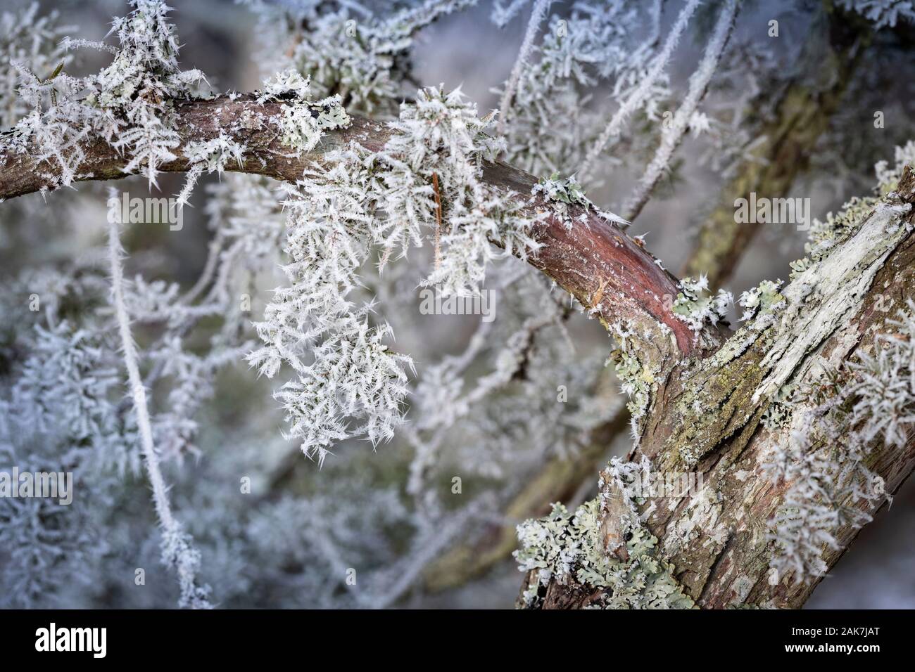 Frost on Rowan tree at Abernethy forest in Scotland. Stock Photo