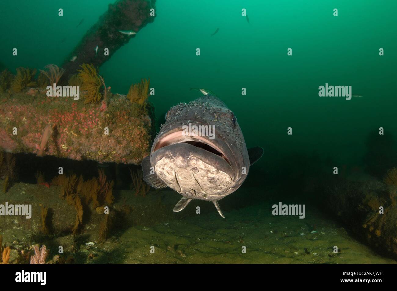 Stereolepis gigas, Giant Sea Bass Stock Photo