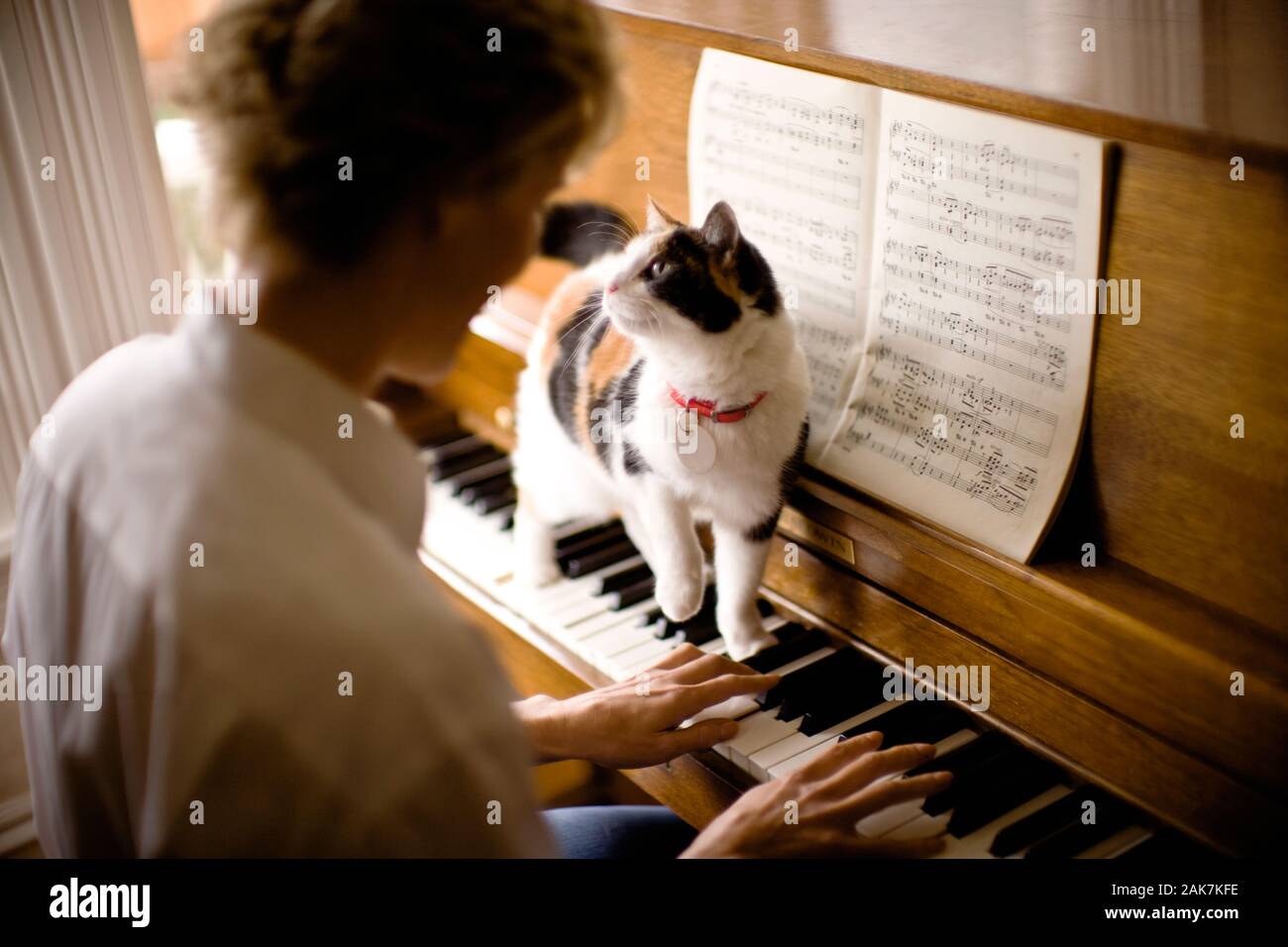 Cat playing piano hi-res stock photography and images - Alamy